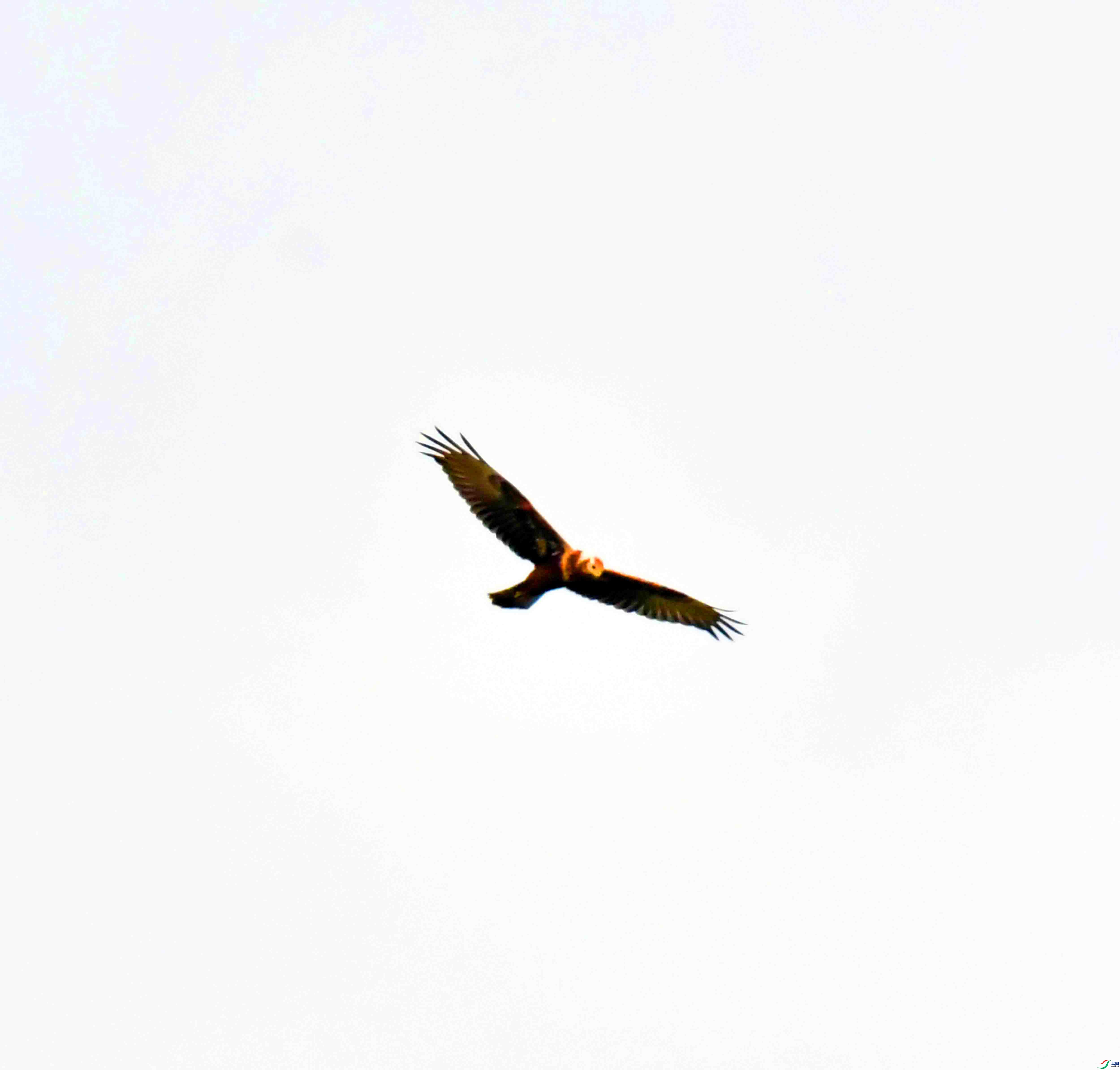 DSC_7963.JPG