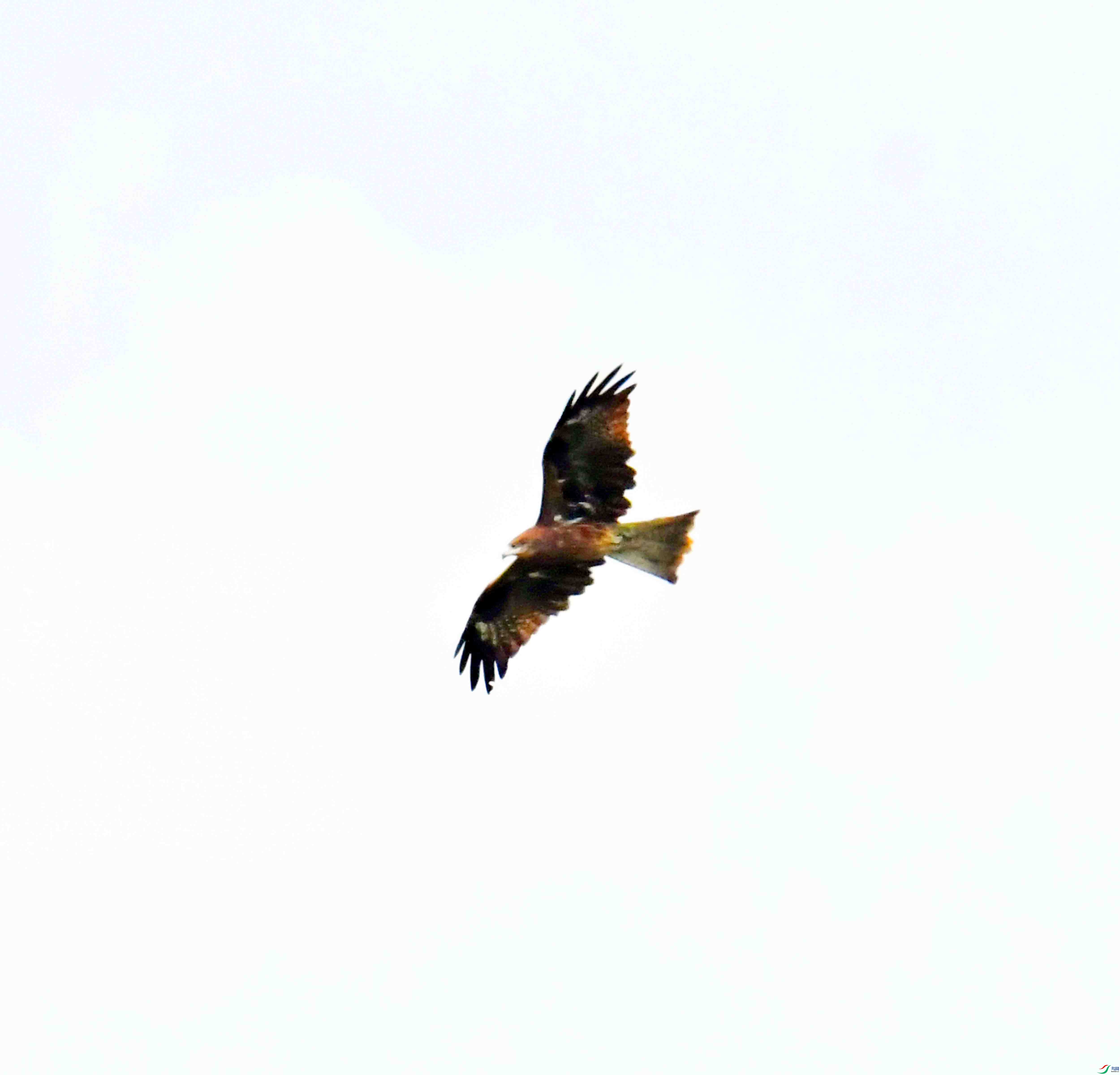 DSC_7973.JPG