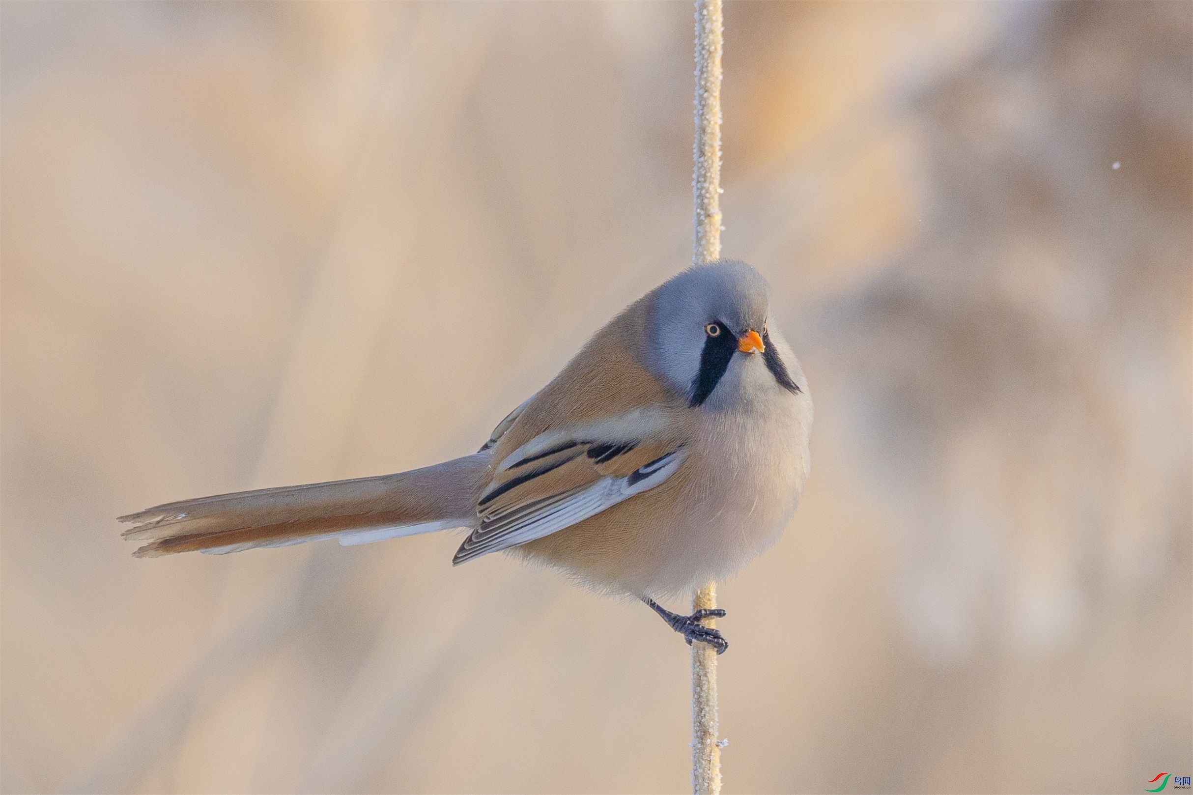 1K3A6833 ����2.jpg