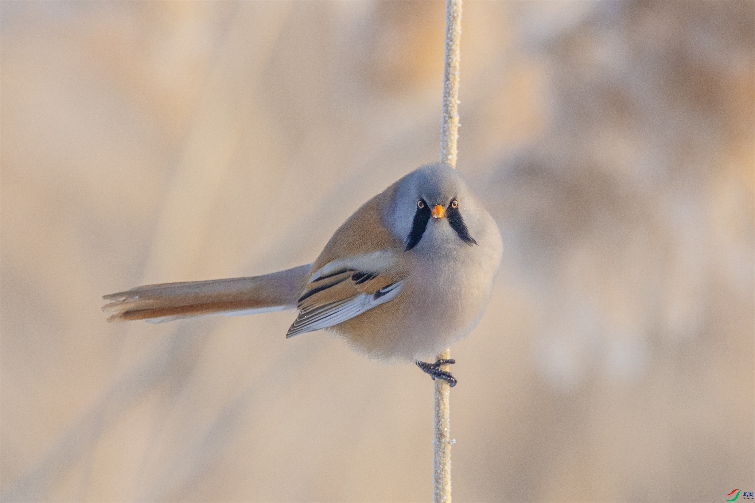 1K3A6842 ����1.jpg