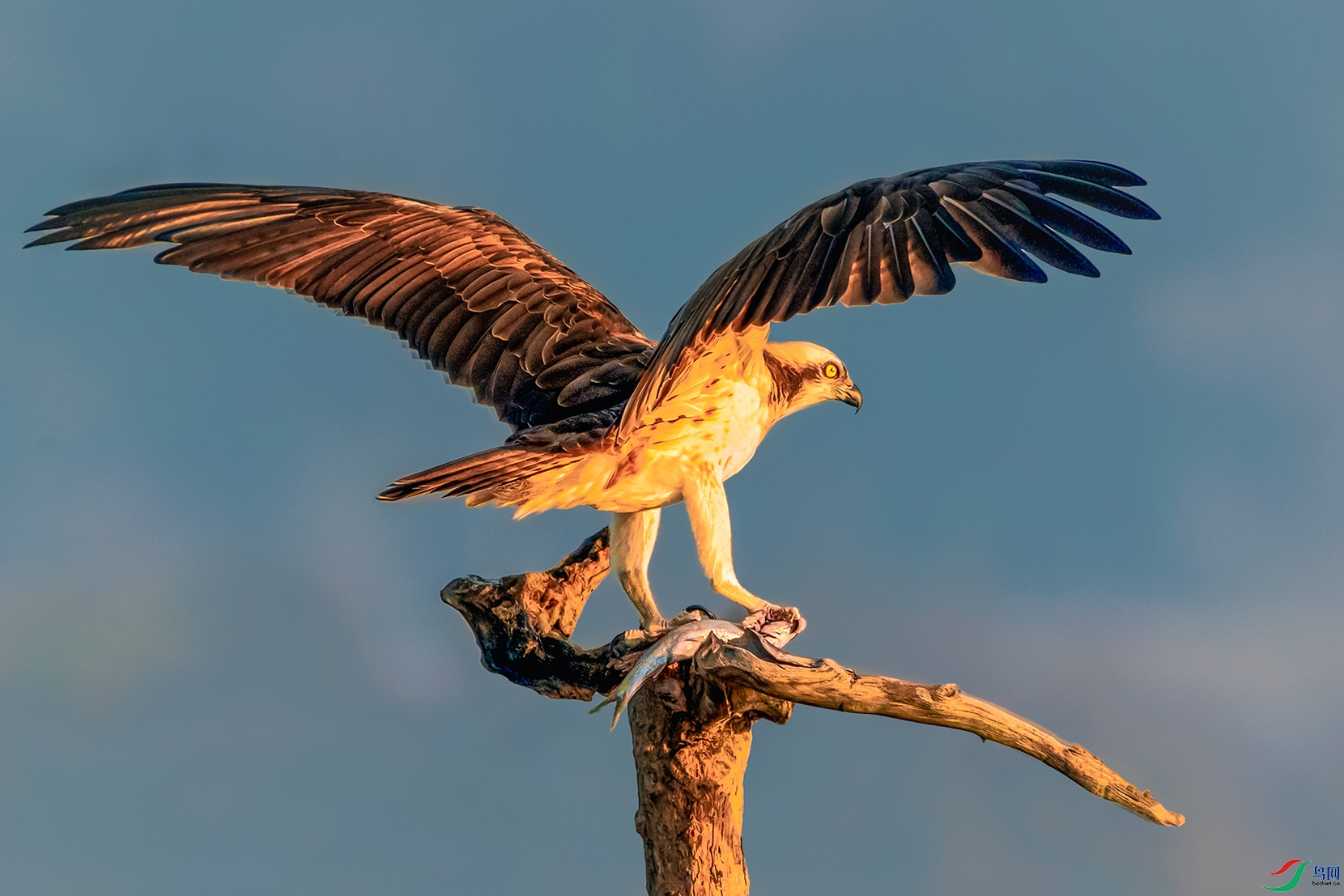 ��ӥ----��ζ����