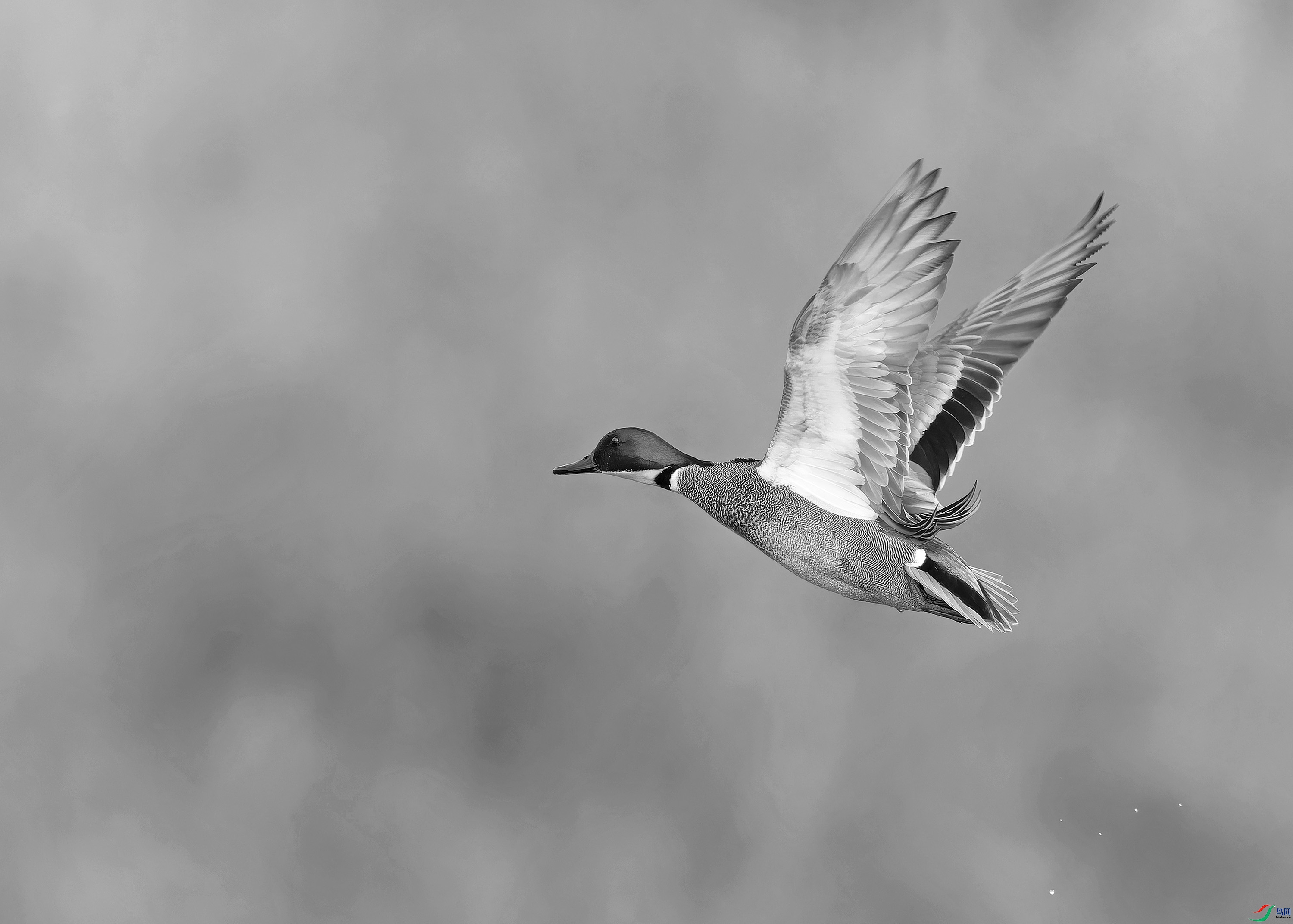 DSC_6592-NEF_DxO_DeepPRIMEXD - ����.jpg