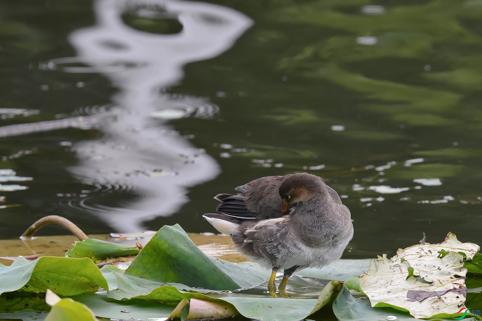 6DSC_6884_DxOa.jpg