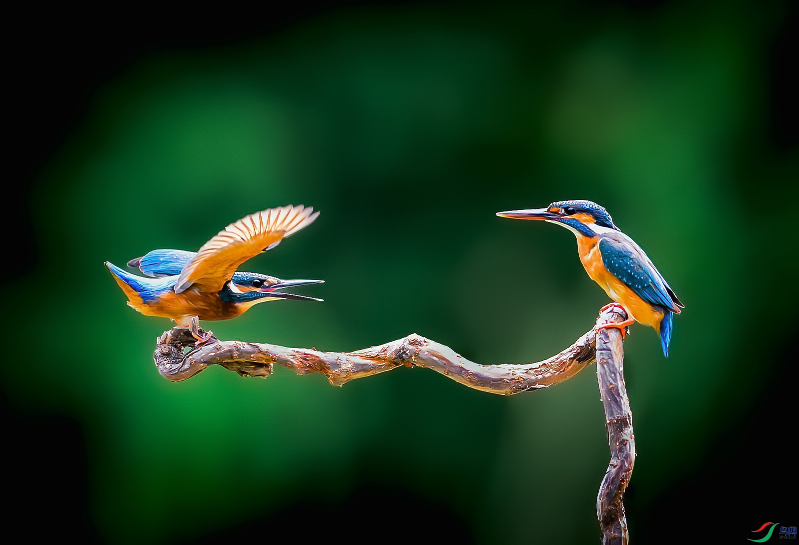 DSC_2147-1.jpg