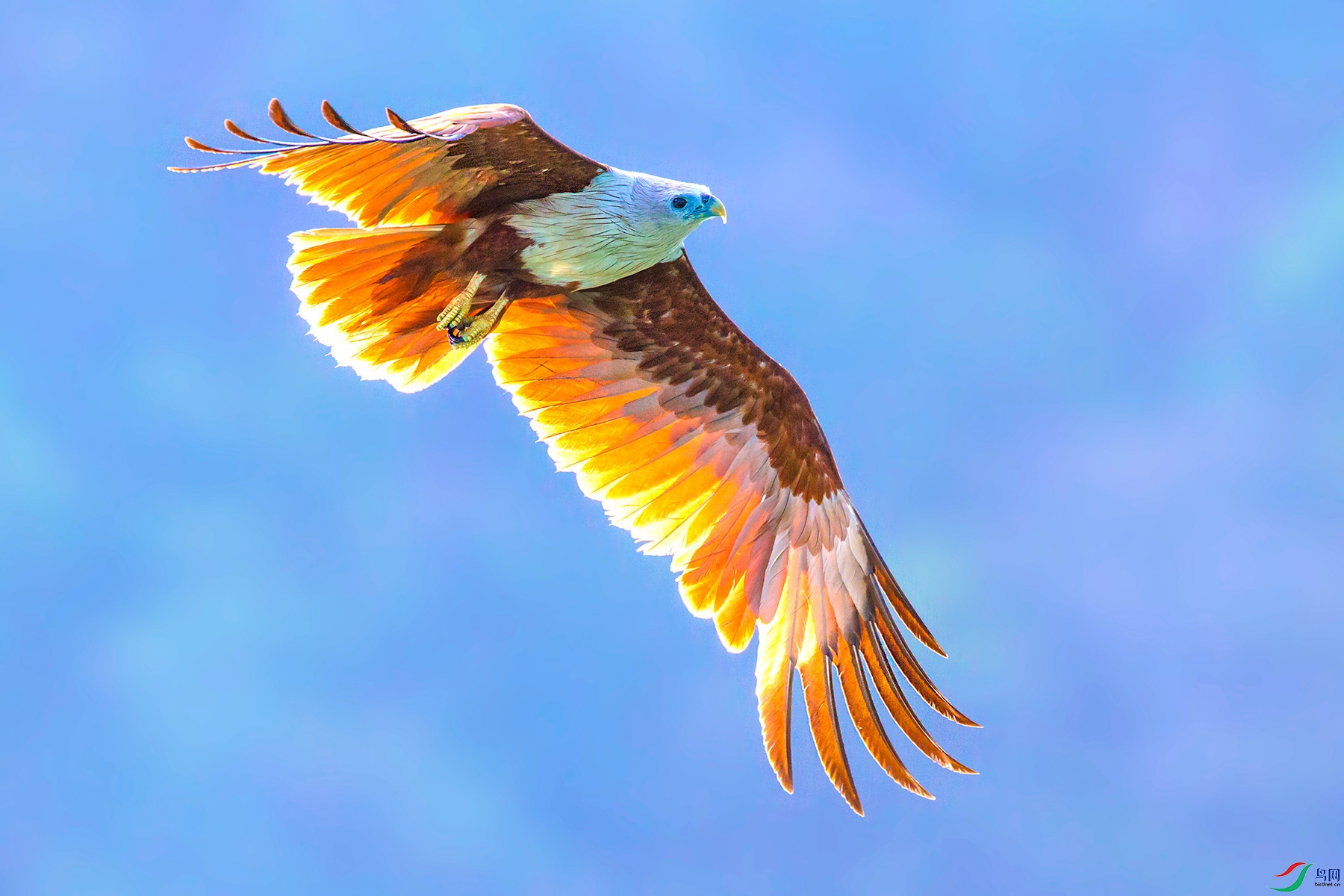 _39Q7940-1.jpg