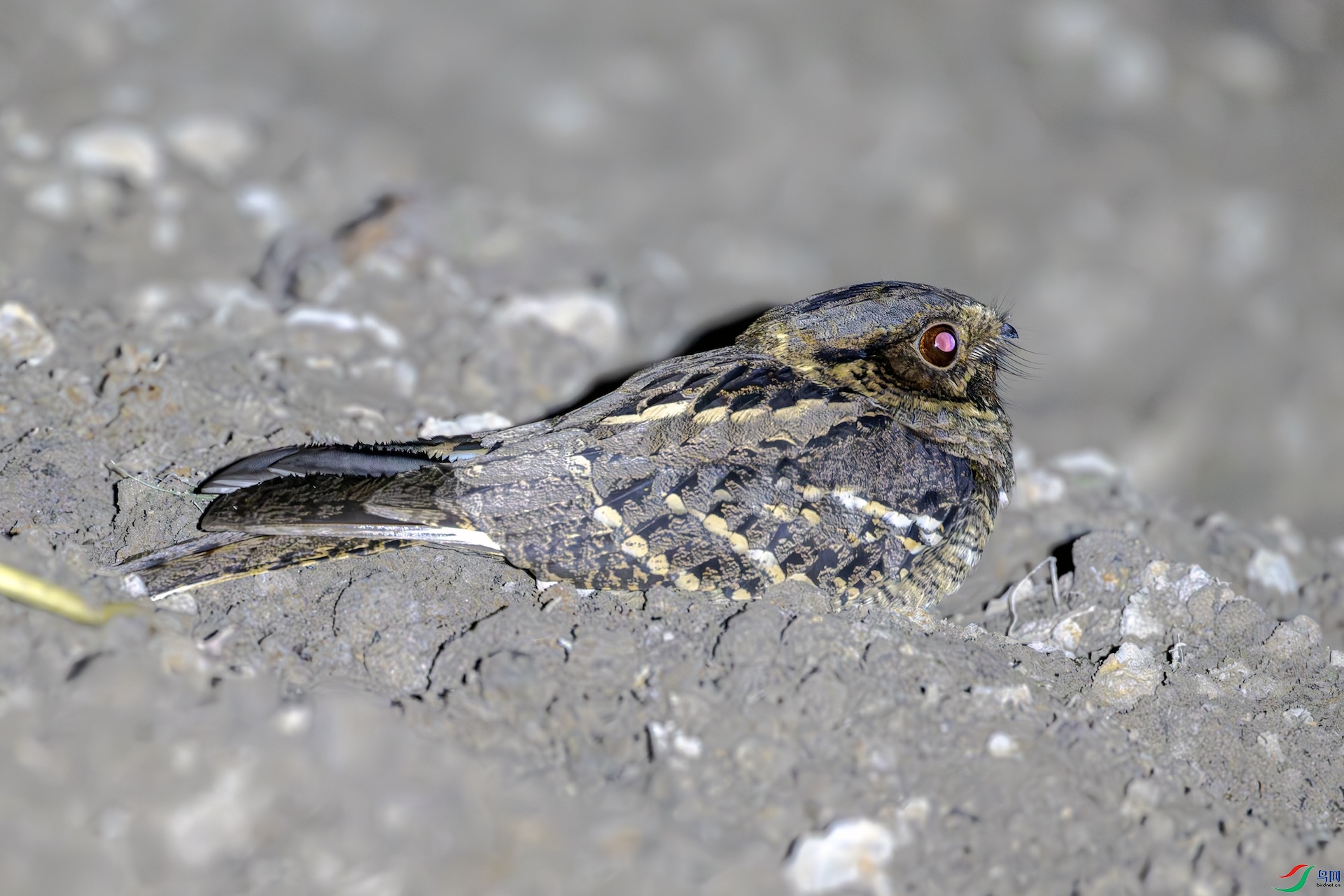 DSC_2409_����.jpg