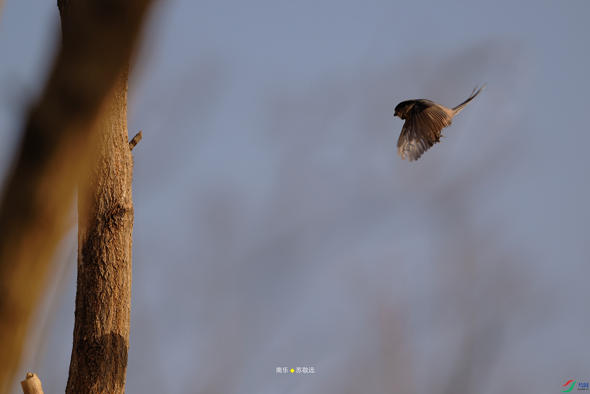 _DSC3157-NEF_DxOС.jpg