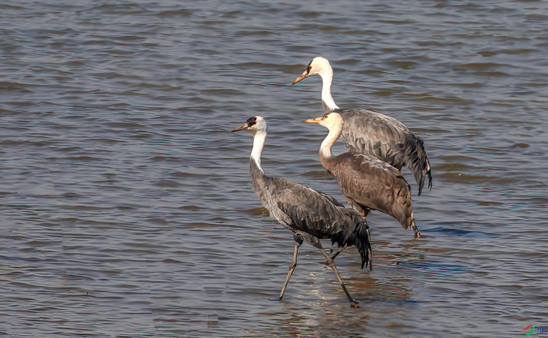 _60A1288 ����-Sha---1 .jpg