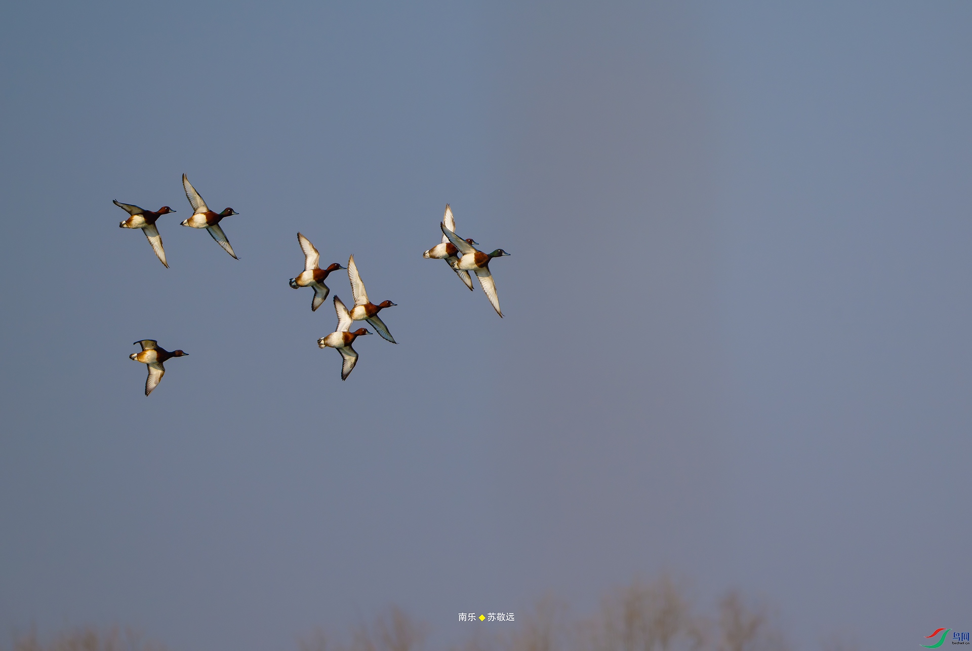 _DSC1595-NEF_DxOС.jpg
