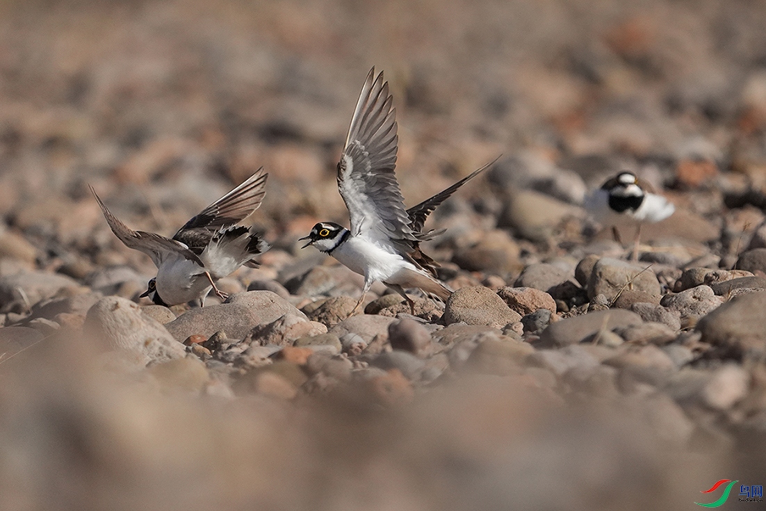 DSC05287 ����.jpg