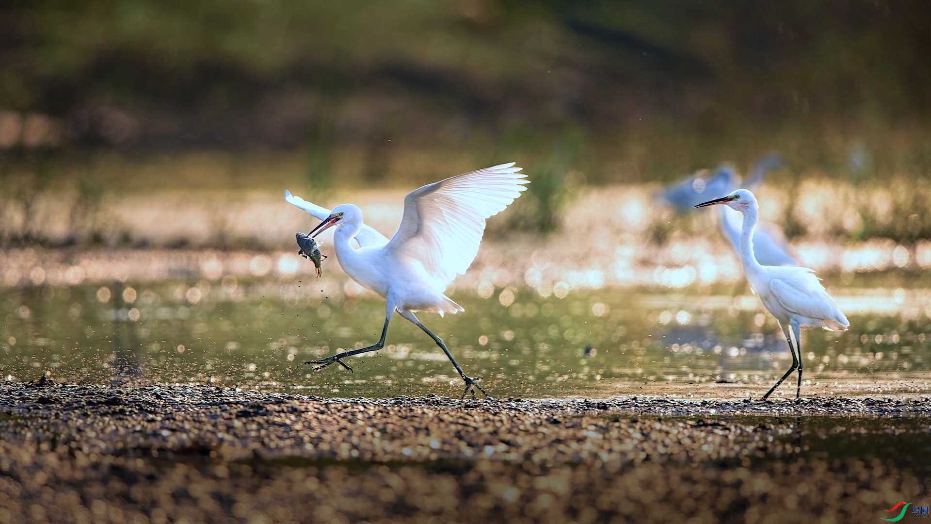 1--2XXL_1997-����ǿ-NR ���� 2.jpeg