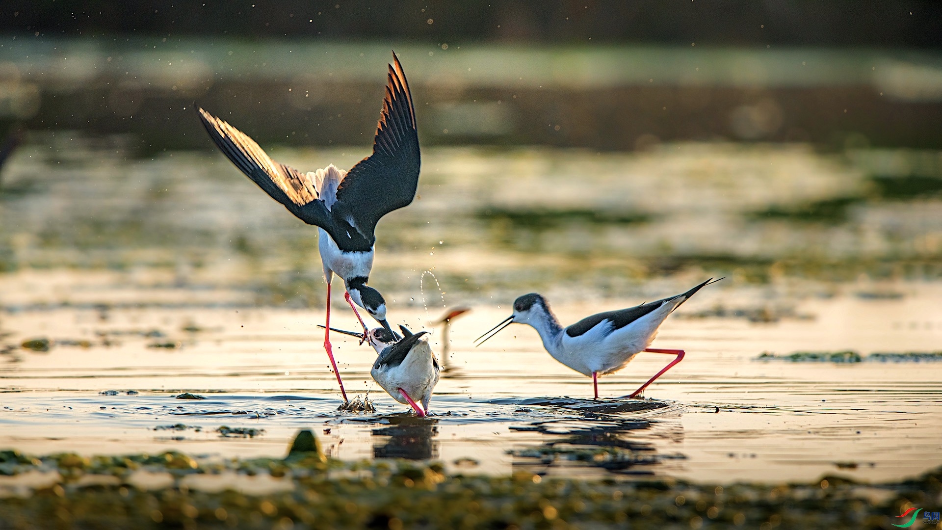 1--4_XXI0947 ����.jpeg