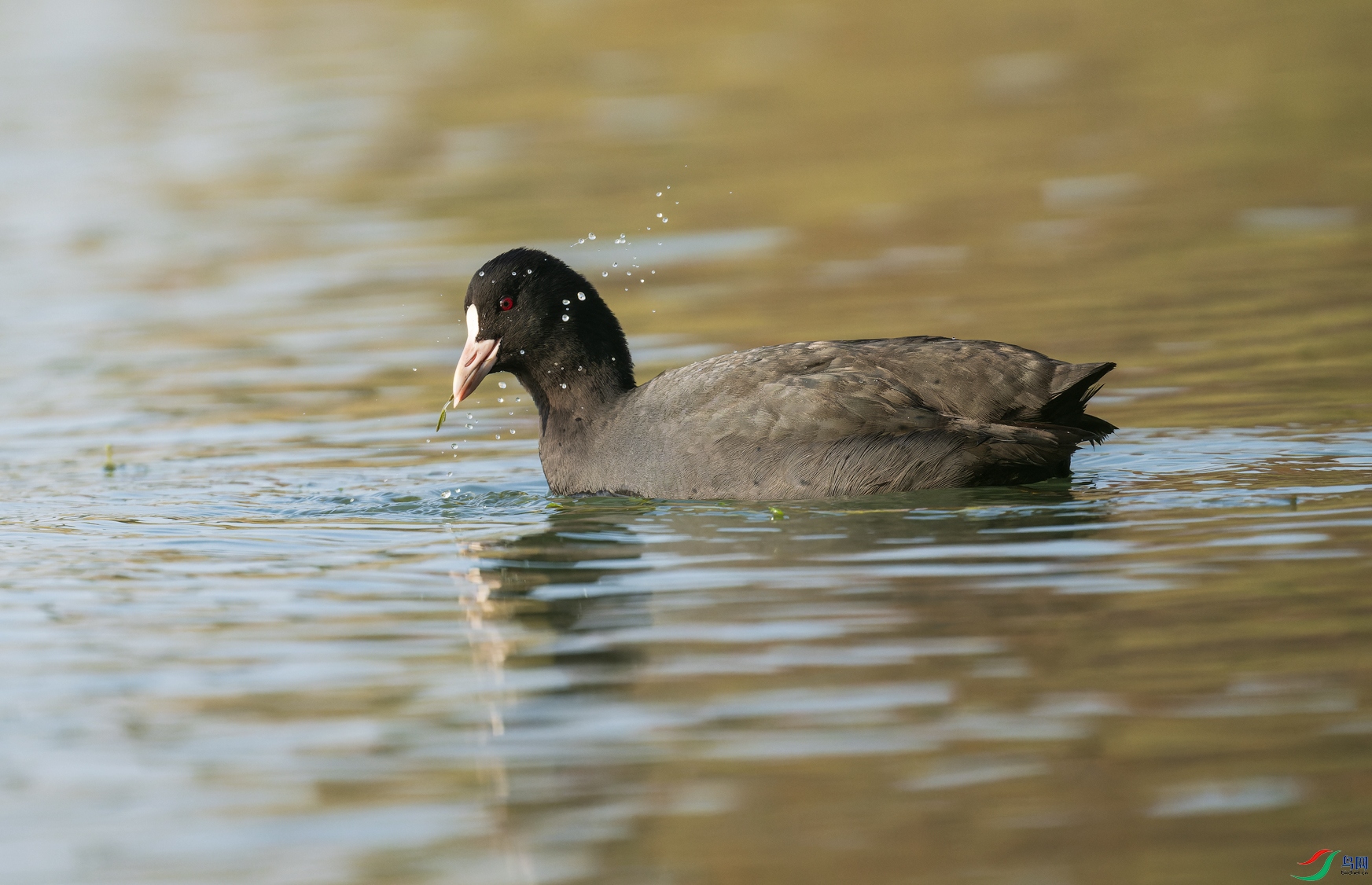 _DSC9275-NEF_DxO_DeepPRIME-1.jpg