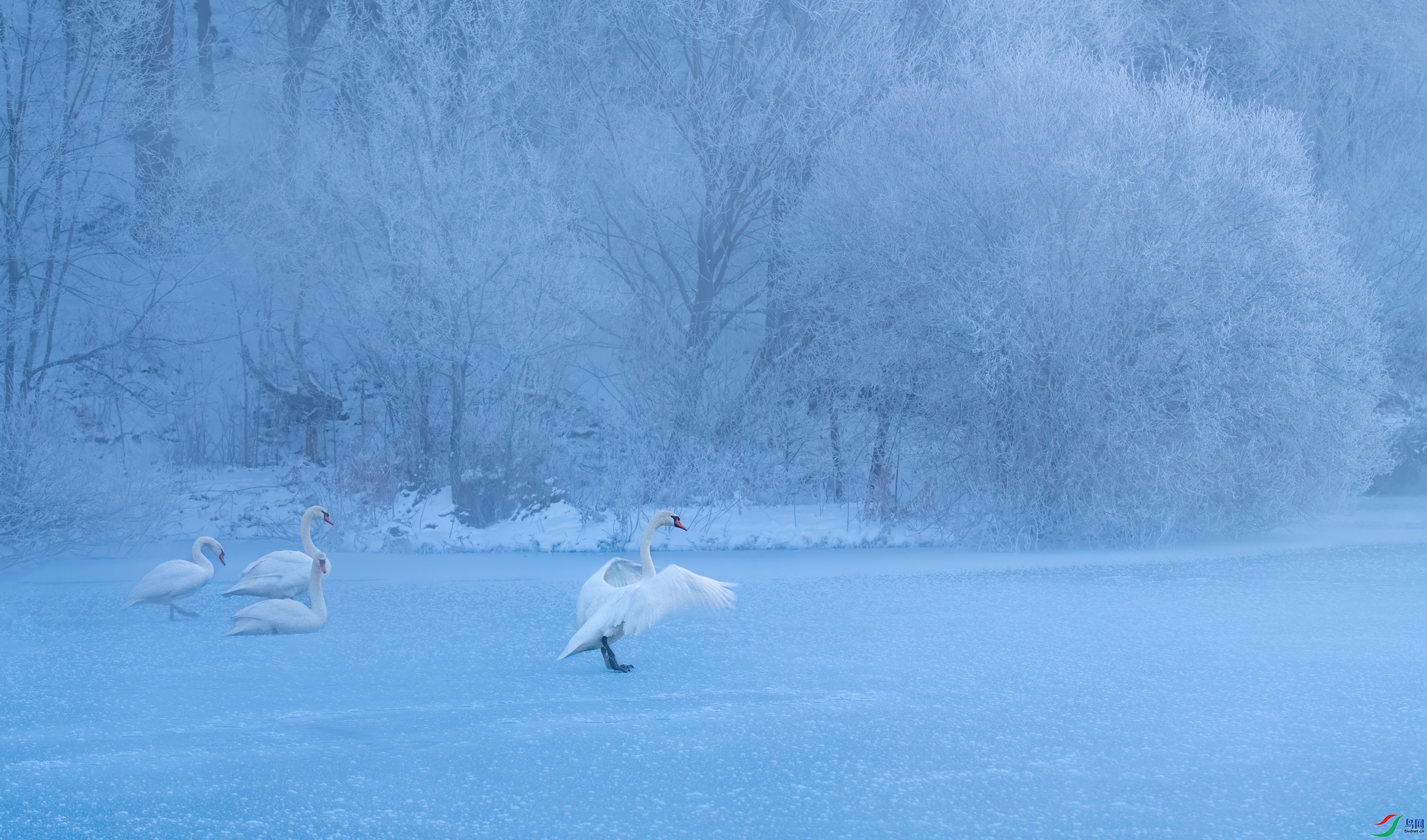 DSC_9920-11.jpg