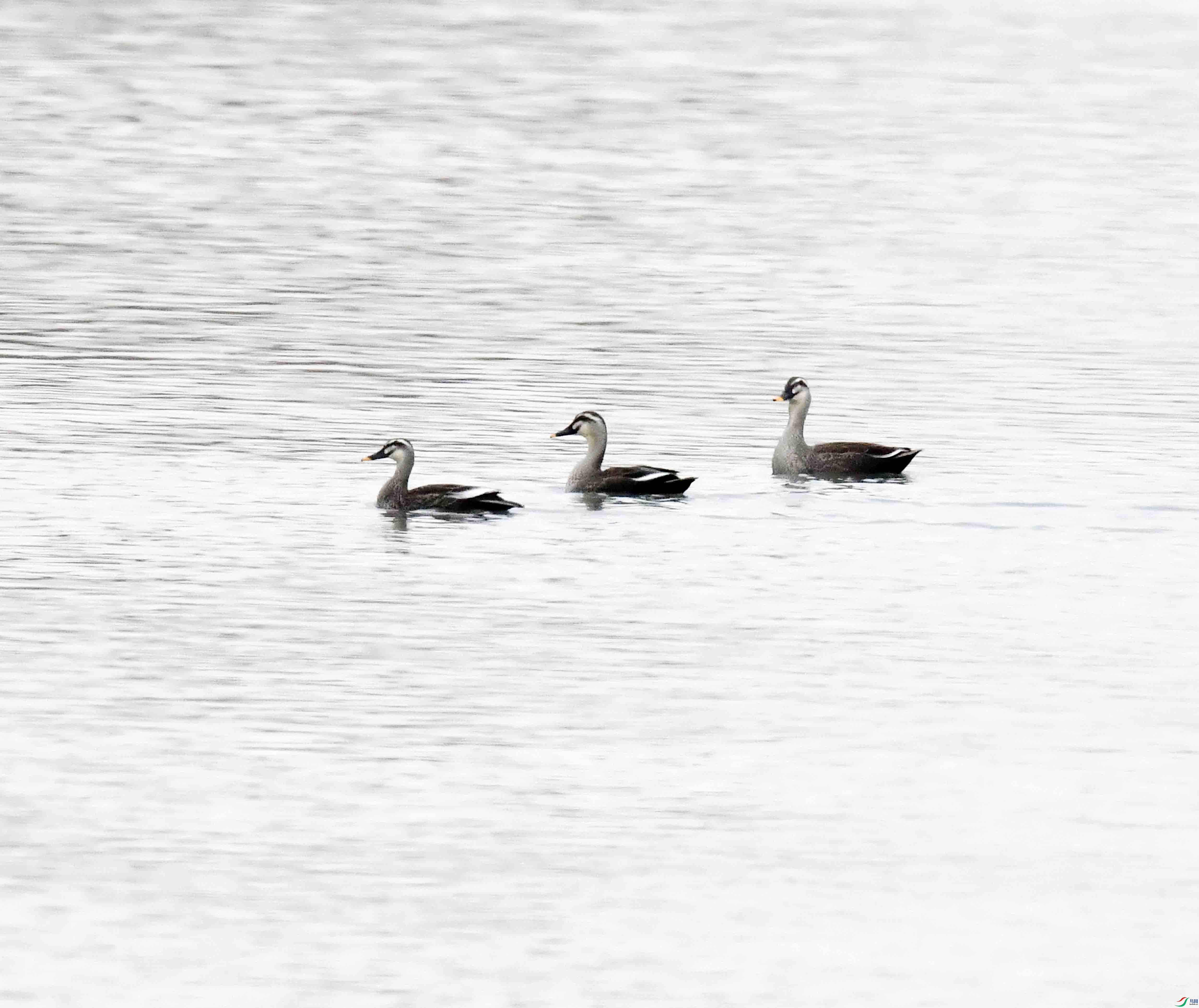 DSC_3333.JPG
