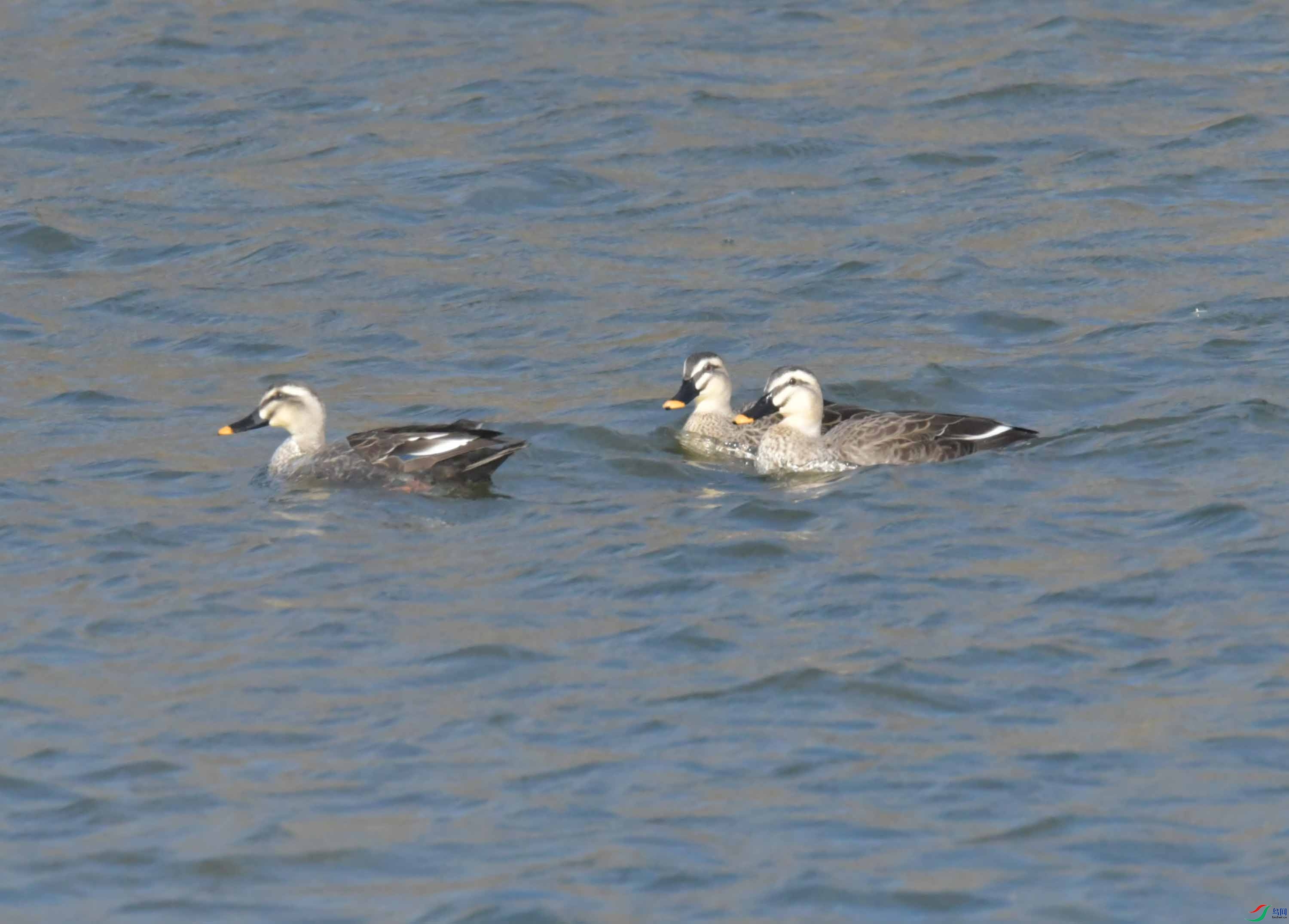 DSC_4755.JPG