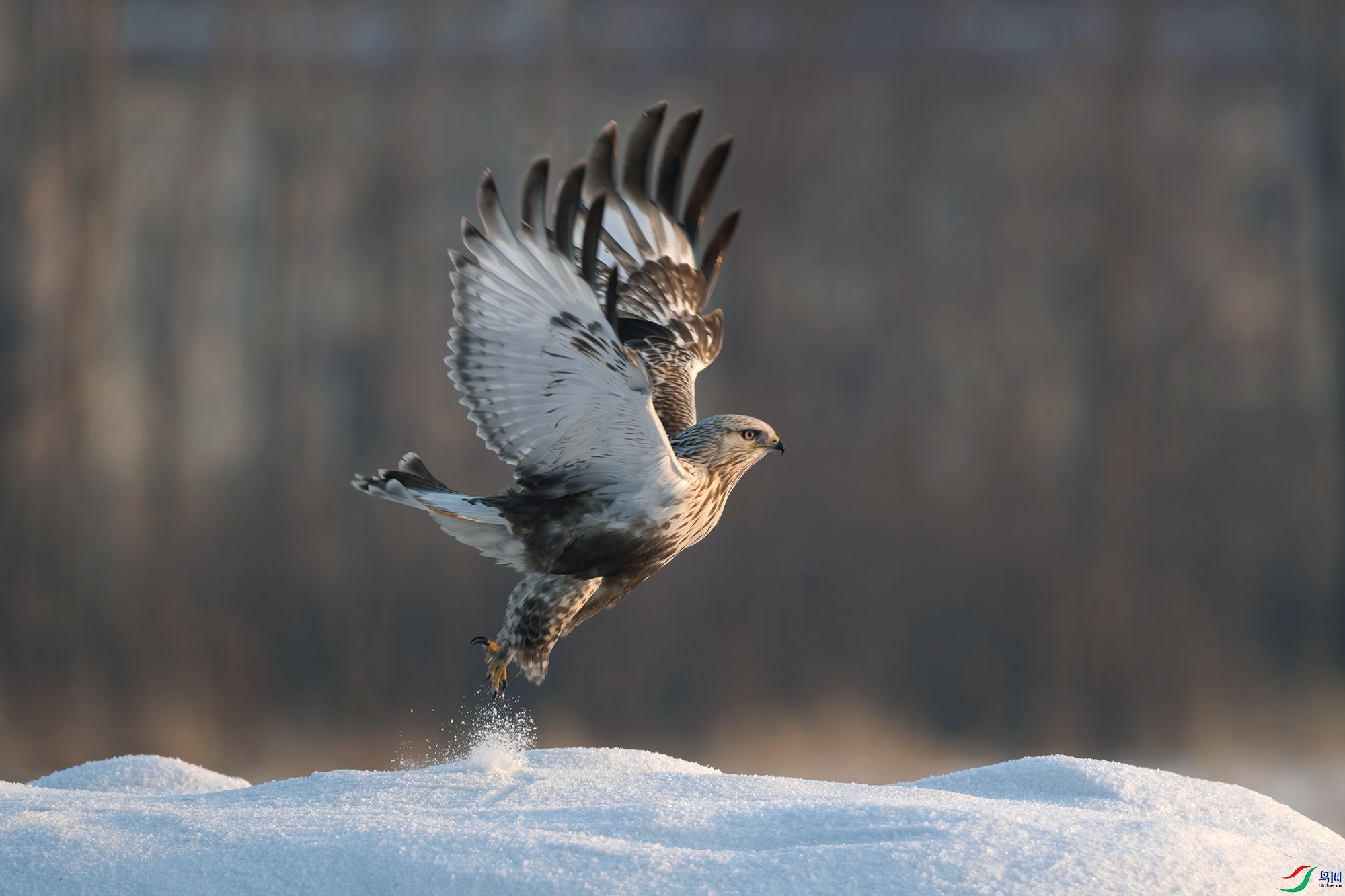 DSC_8116 V.jpg
