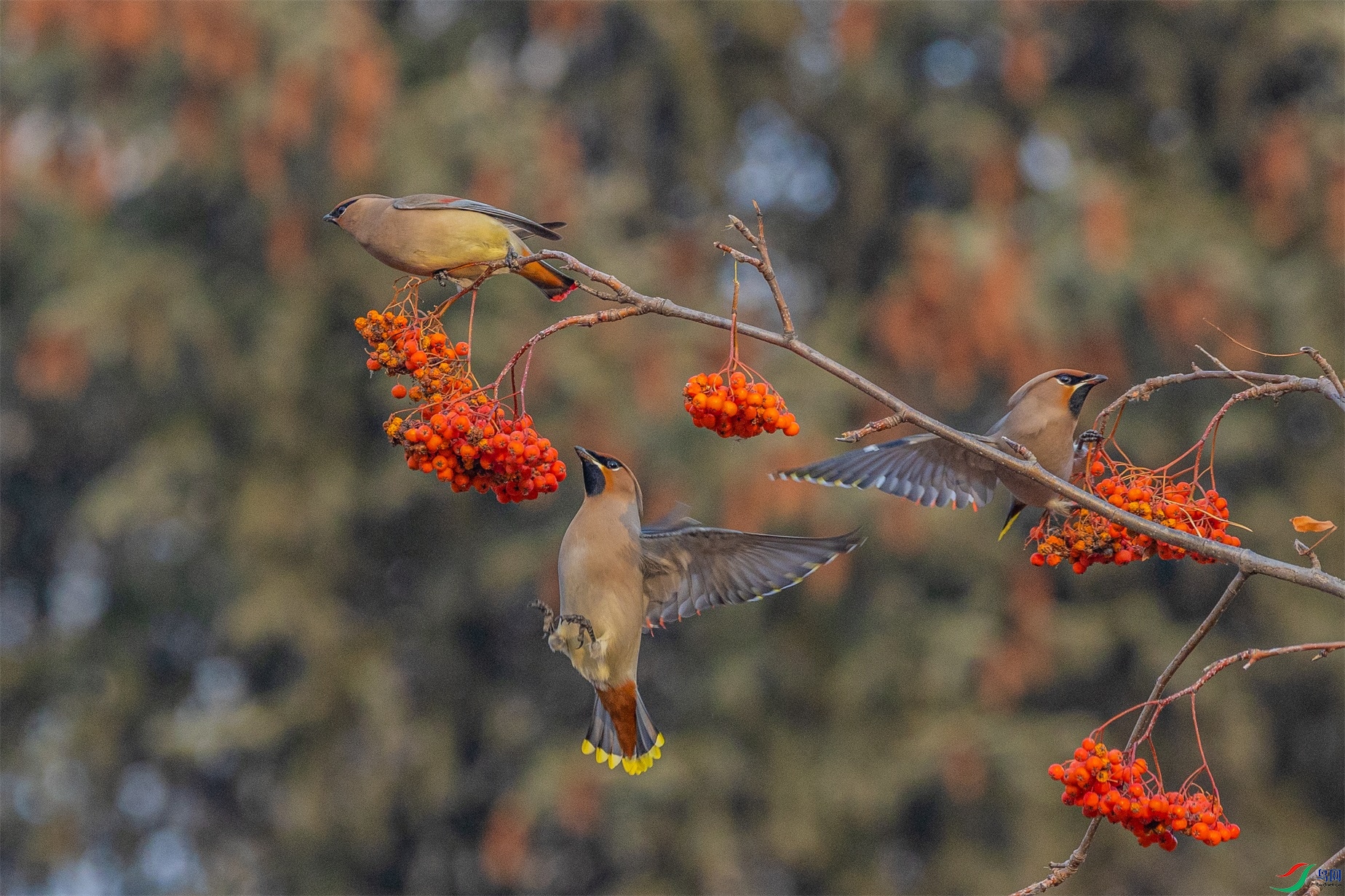 1K3A7975 ����1.jpg