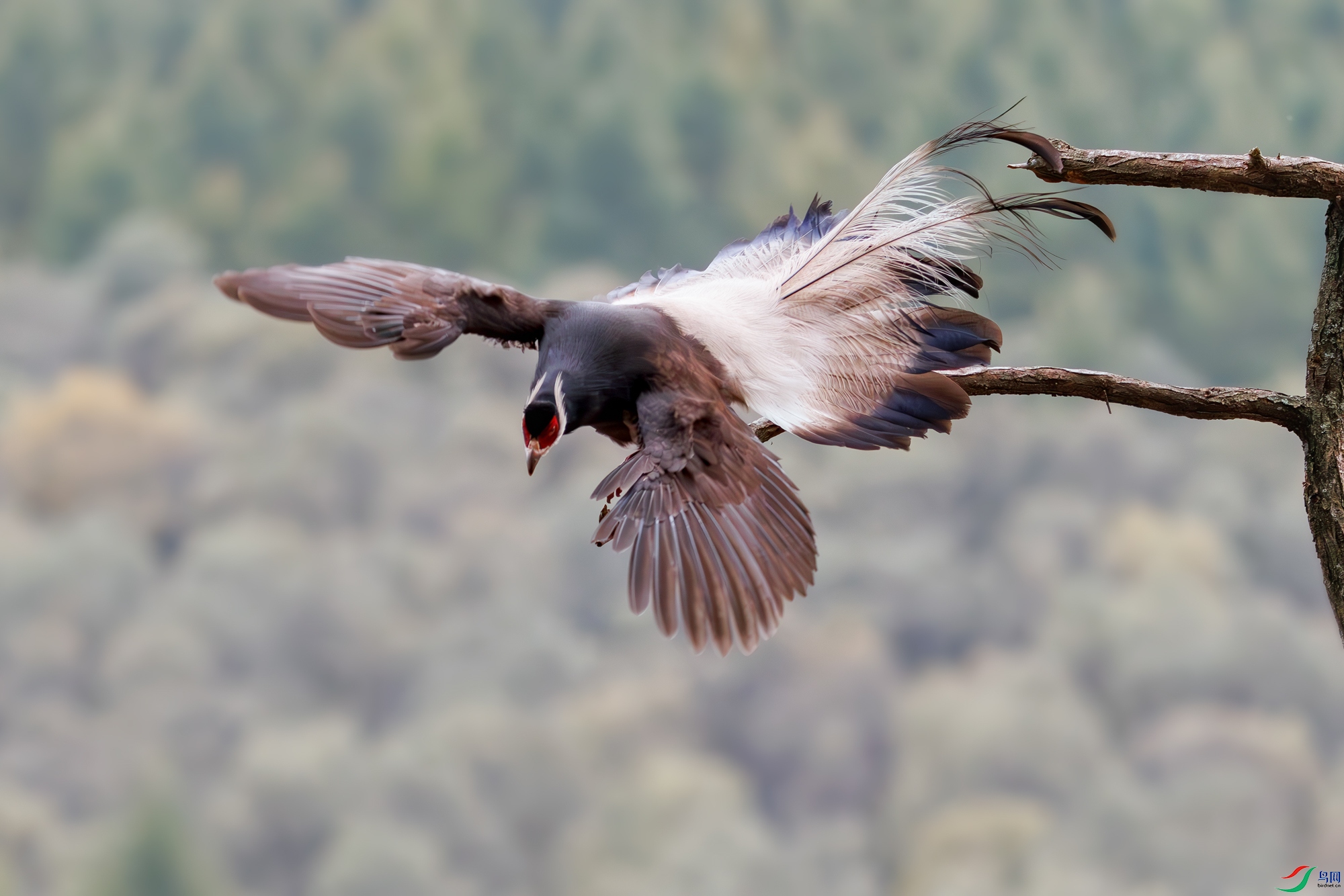 3Z6A2812-����ǿ-NR ����.jpg