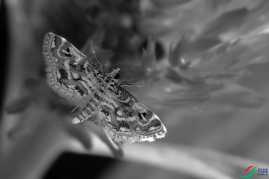 DSC_5990.jpg