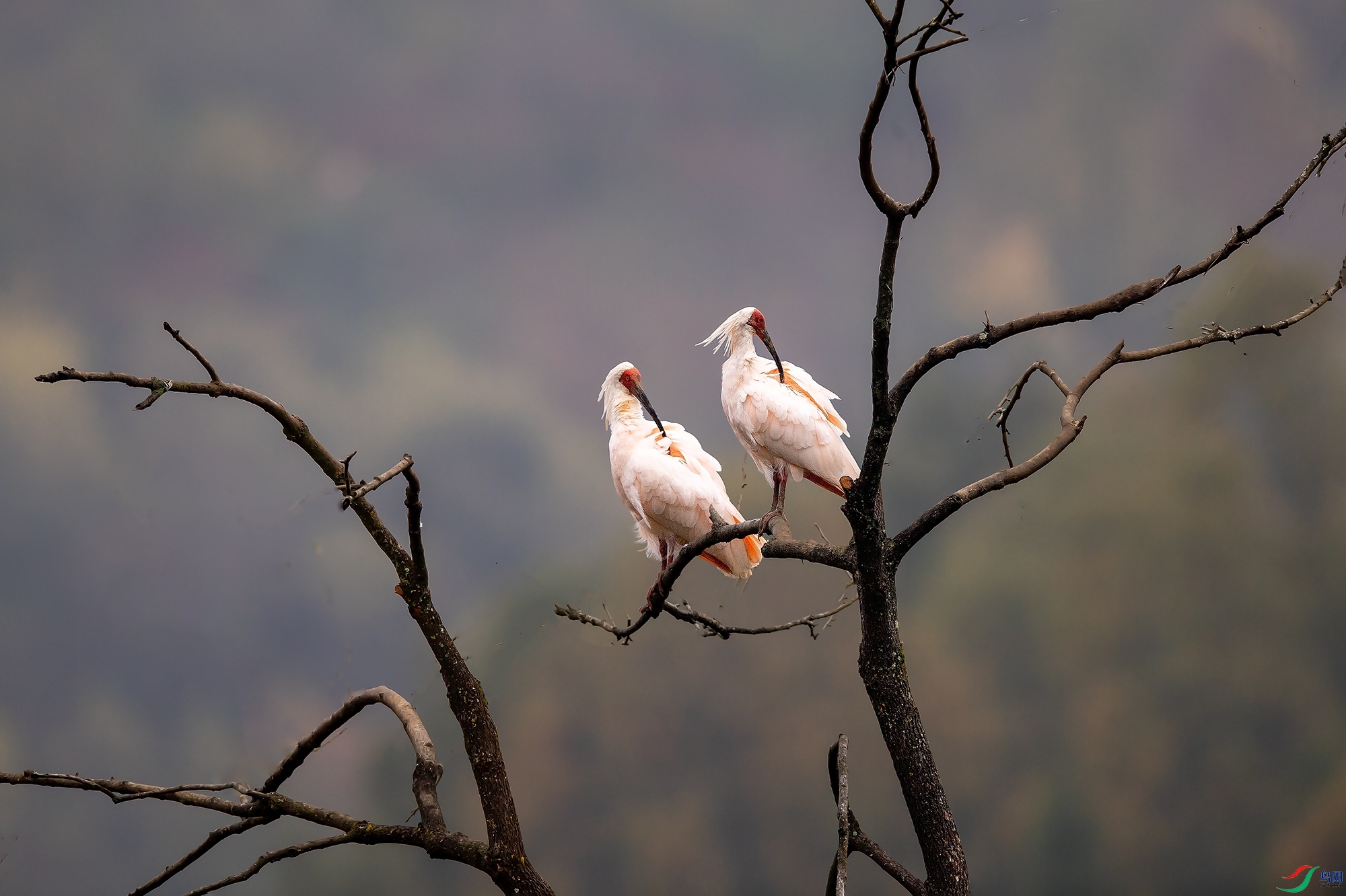 ��԰ũׯ˫���q