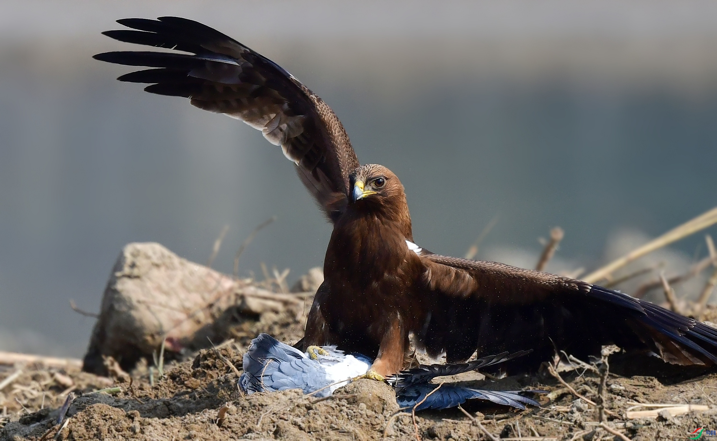 DSC_5241_conew6.jpg