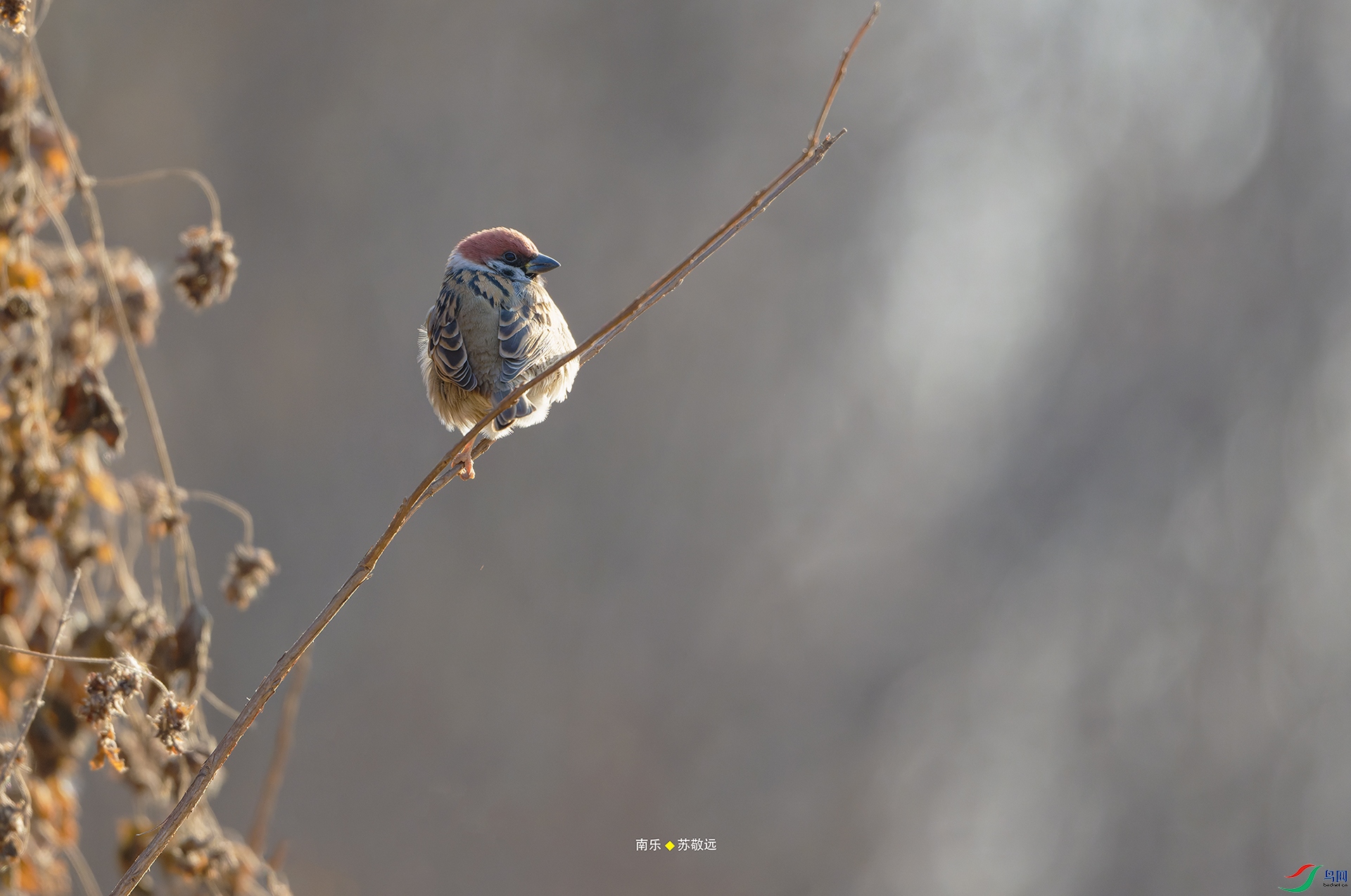 _DSC2901-NEF_DxOС.jpg