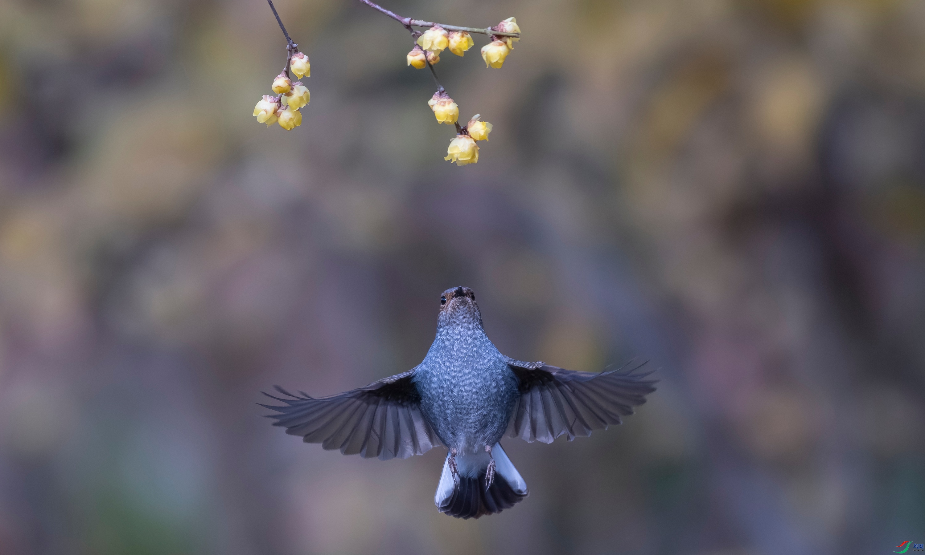 DSCF0225-����ǿ-NR ����.jpg