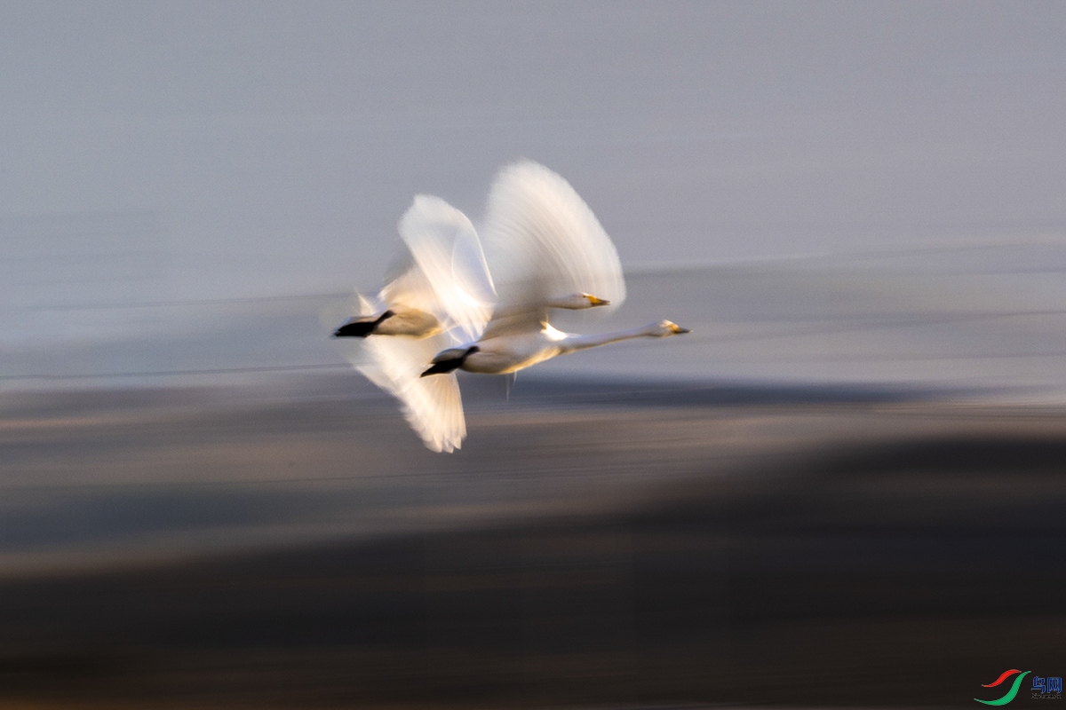 DSC_2515A.jpg