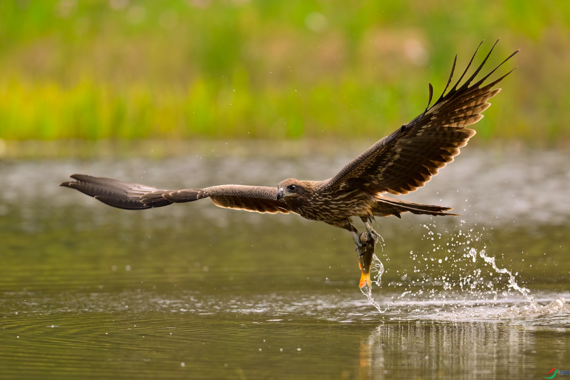 _DSC9970x.jpg