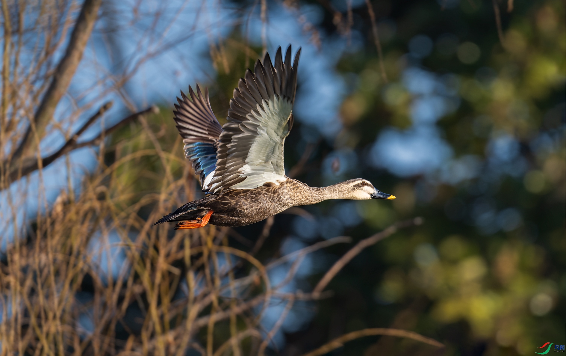 _DSC0535-NEF_DxO_DeepPRIME-1.jpg