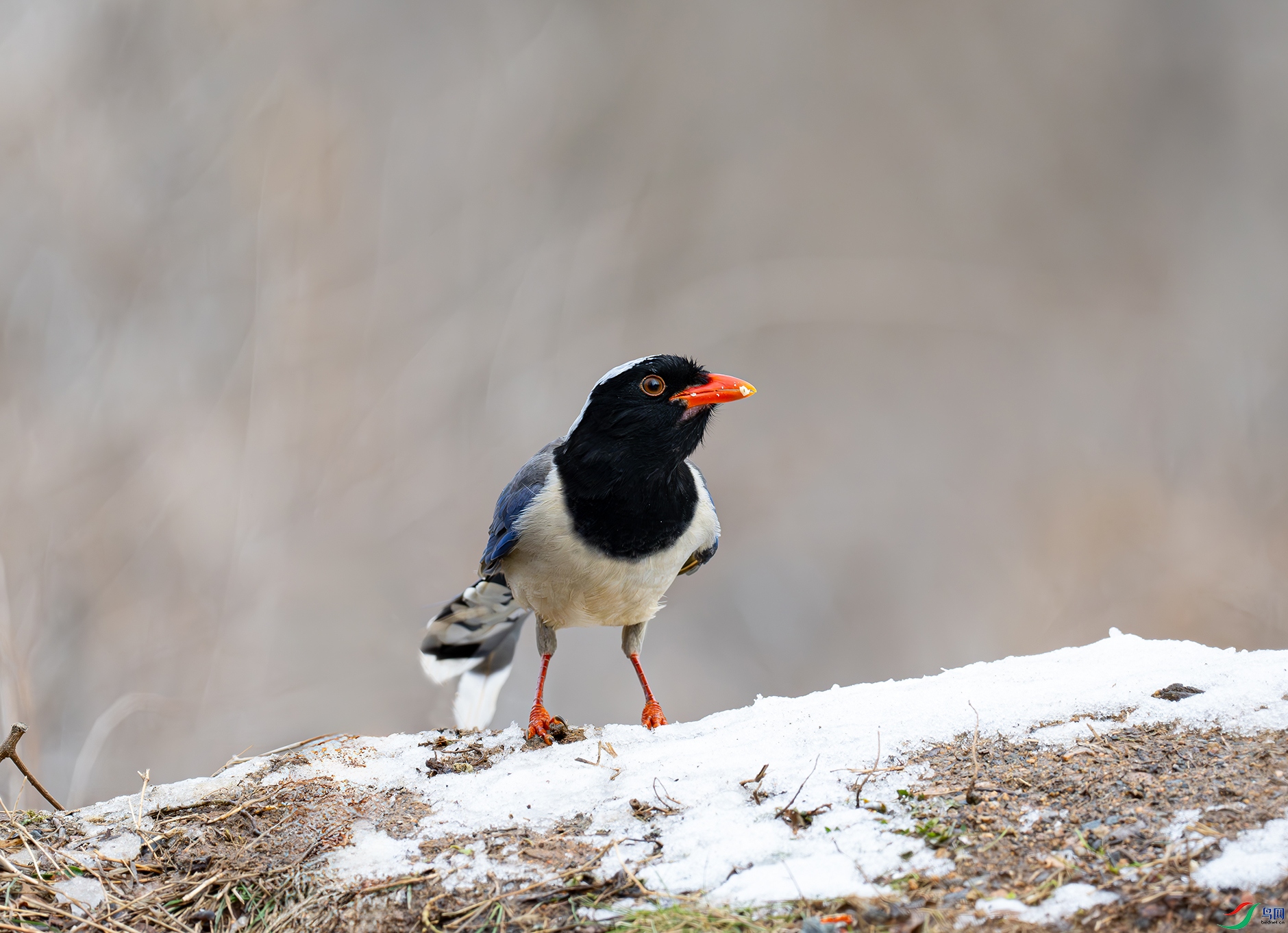 DSC_2222d.jpg