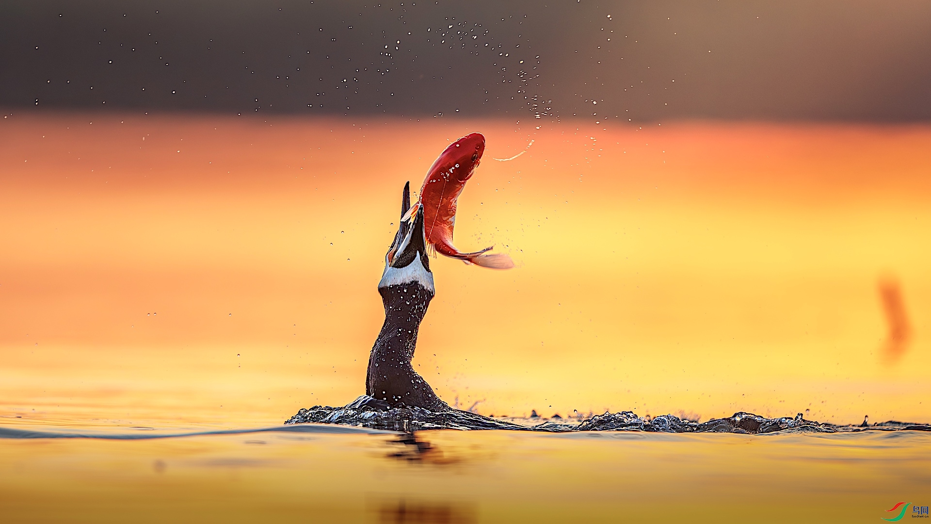 1_XXL2332-����ǿ-NR ����.jpeg