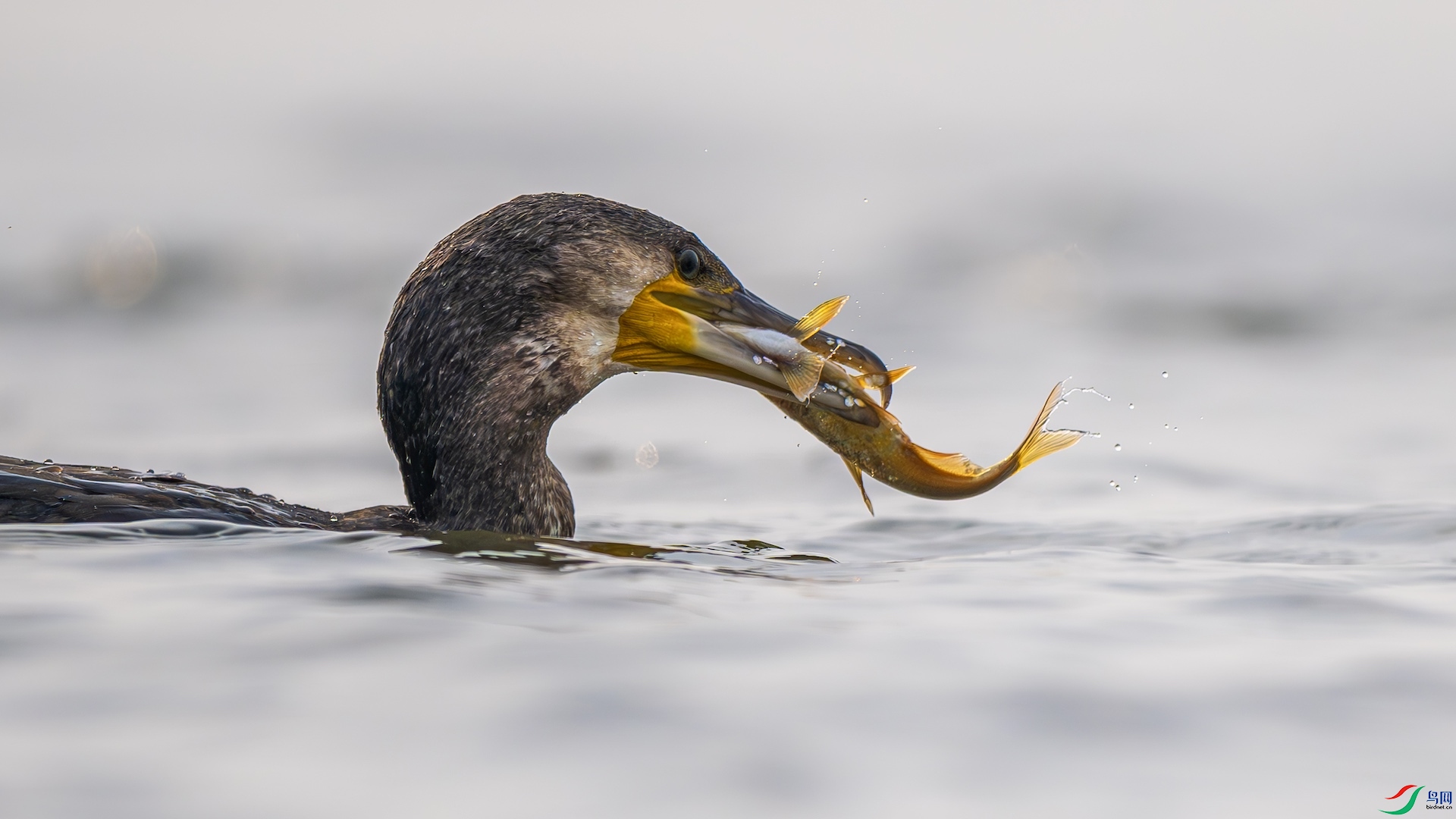 1_XXL3570-����ǿ-NR ����.jpeg