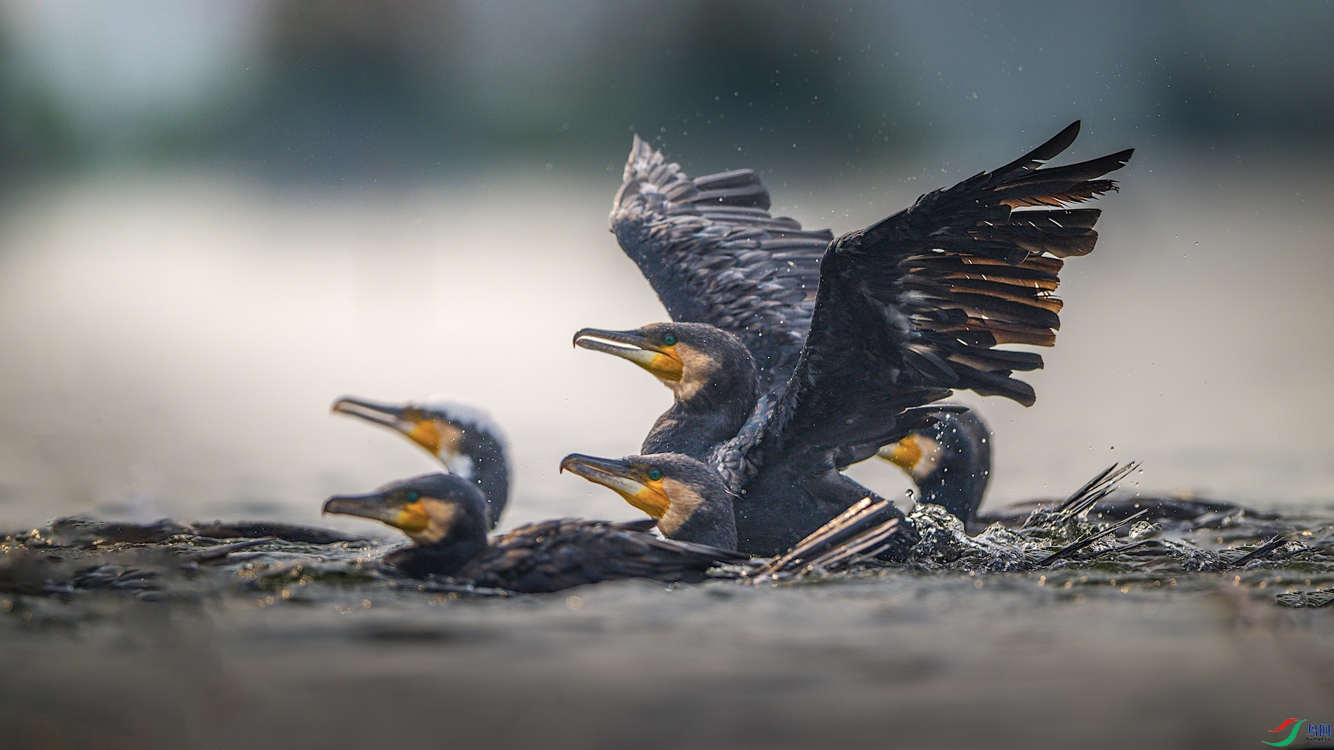 1_XXL3809 ����.jpeg