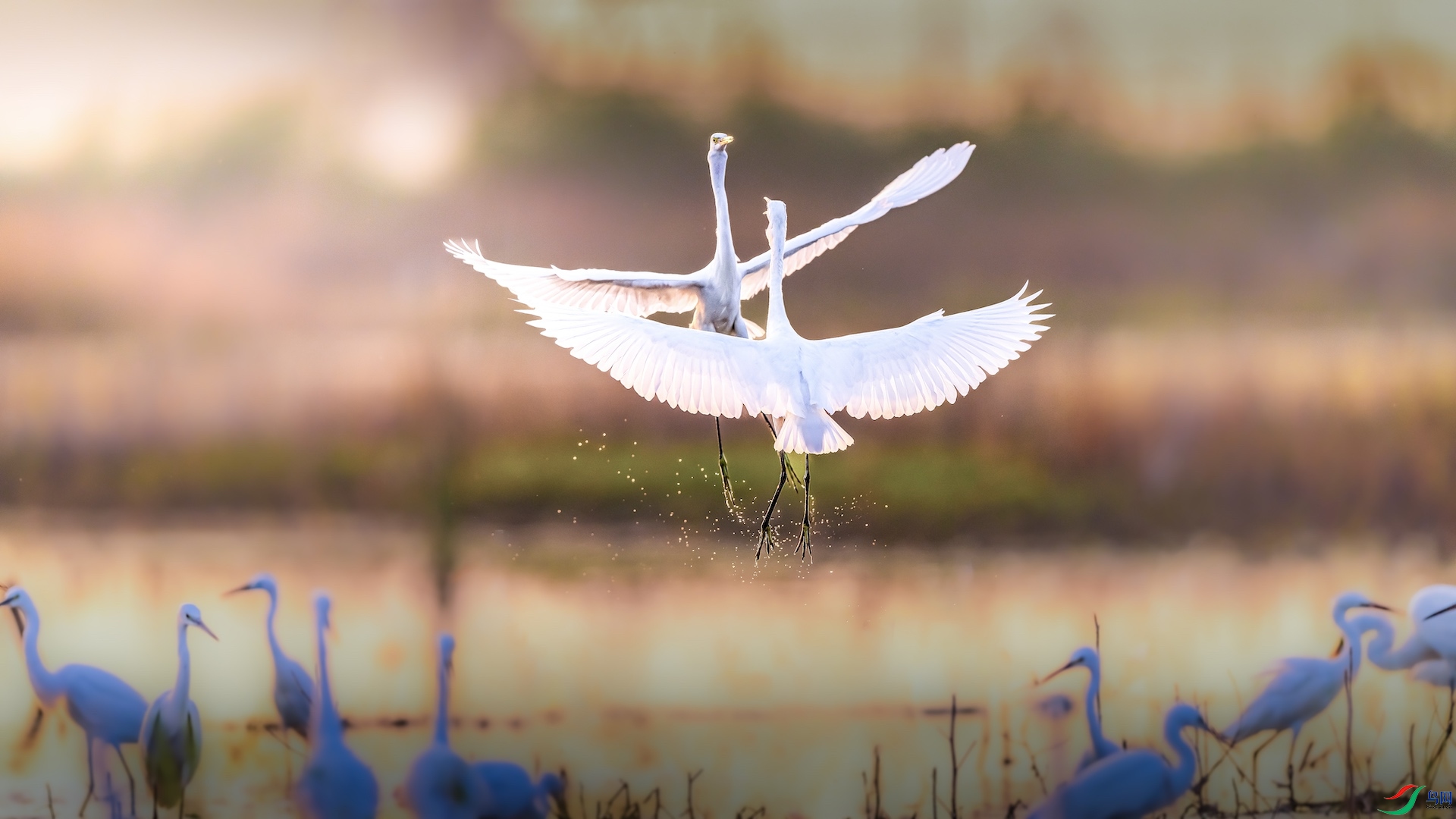 1XXL_3322-1 ����.jpeg