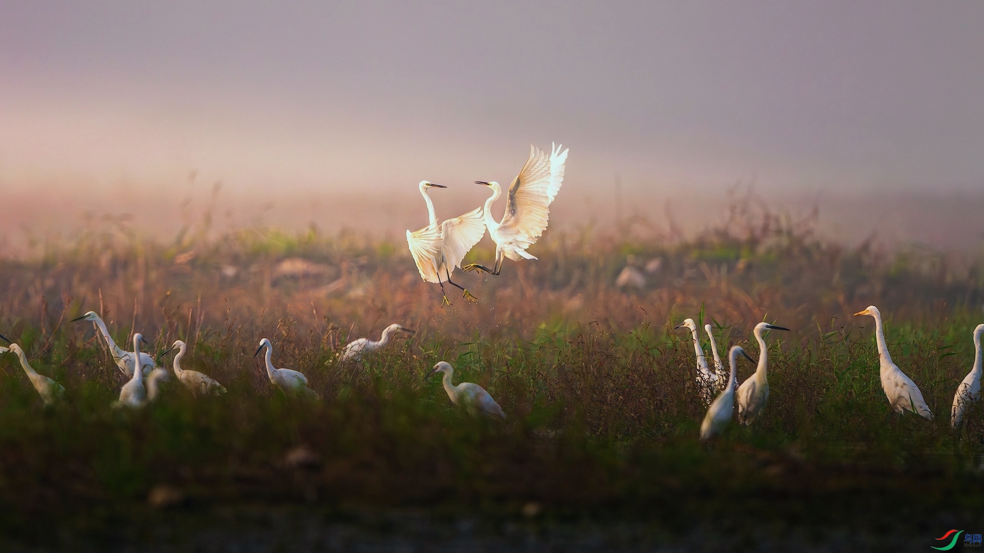 1XXL_7379-����ǿ-NR ����.jpeg