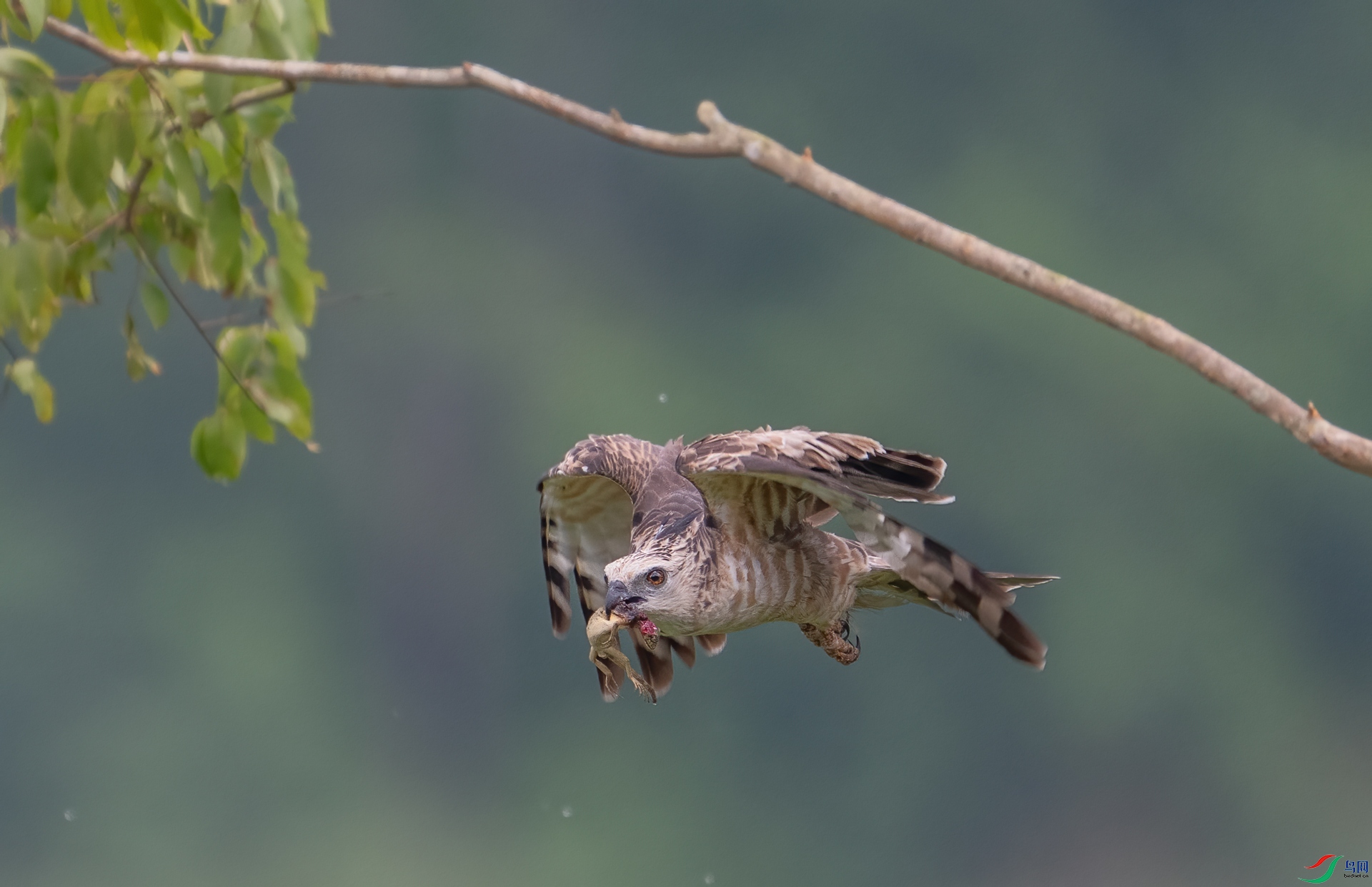 DSC_2511-1.jpg