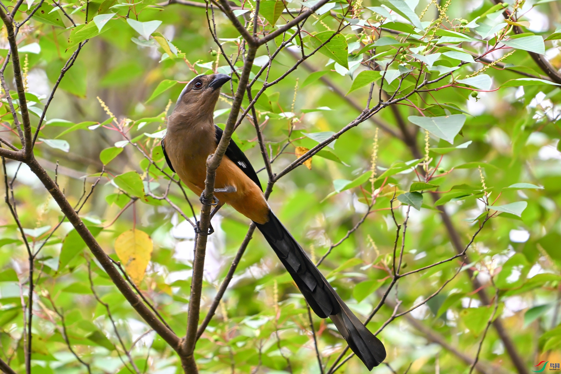 DSC_4775-denoise-sharpen.jpg