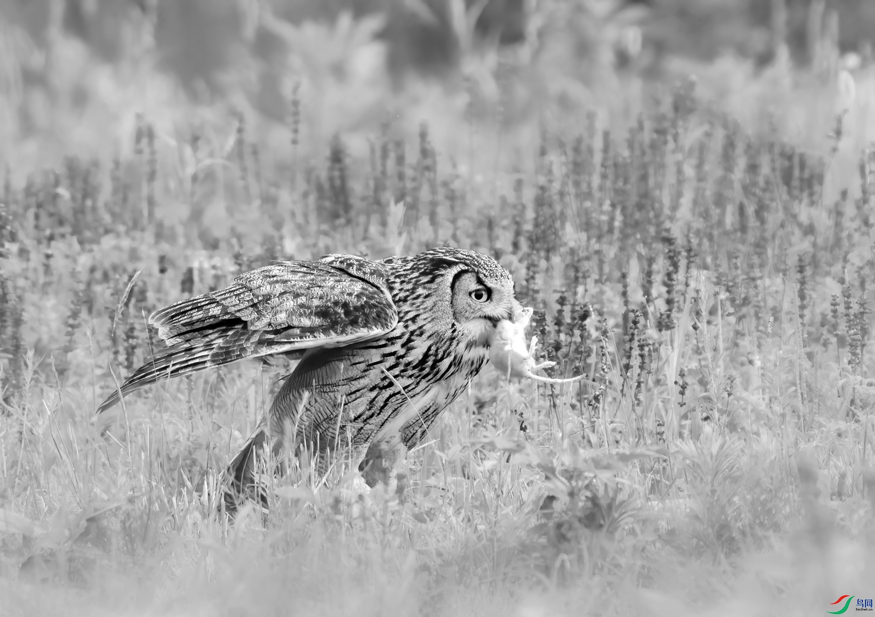 DSC01222 ����_����.jpg