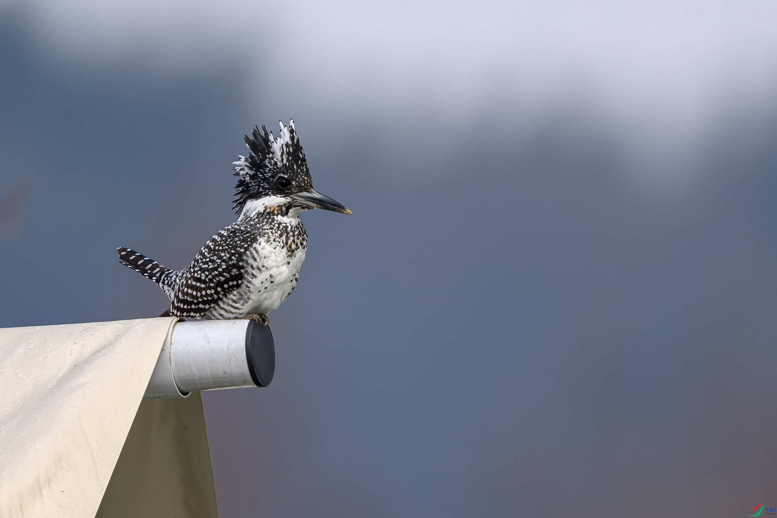 DSC_4445ss.jpg
