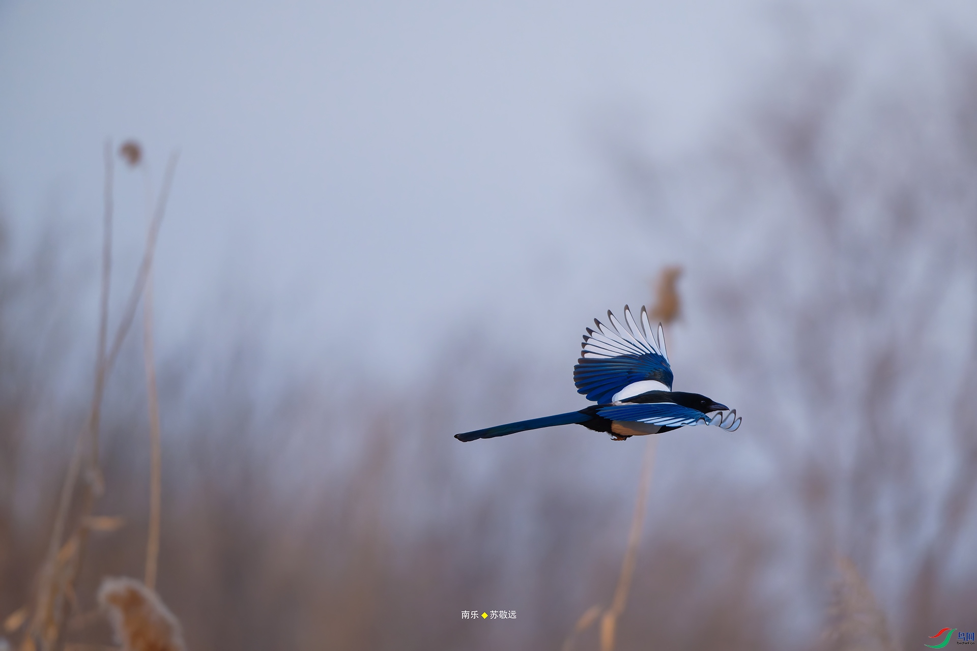 _DSC2527-NEF_DxOС.jpg