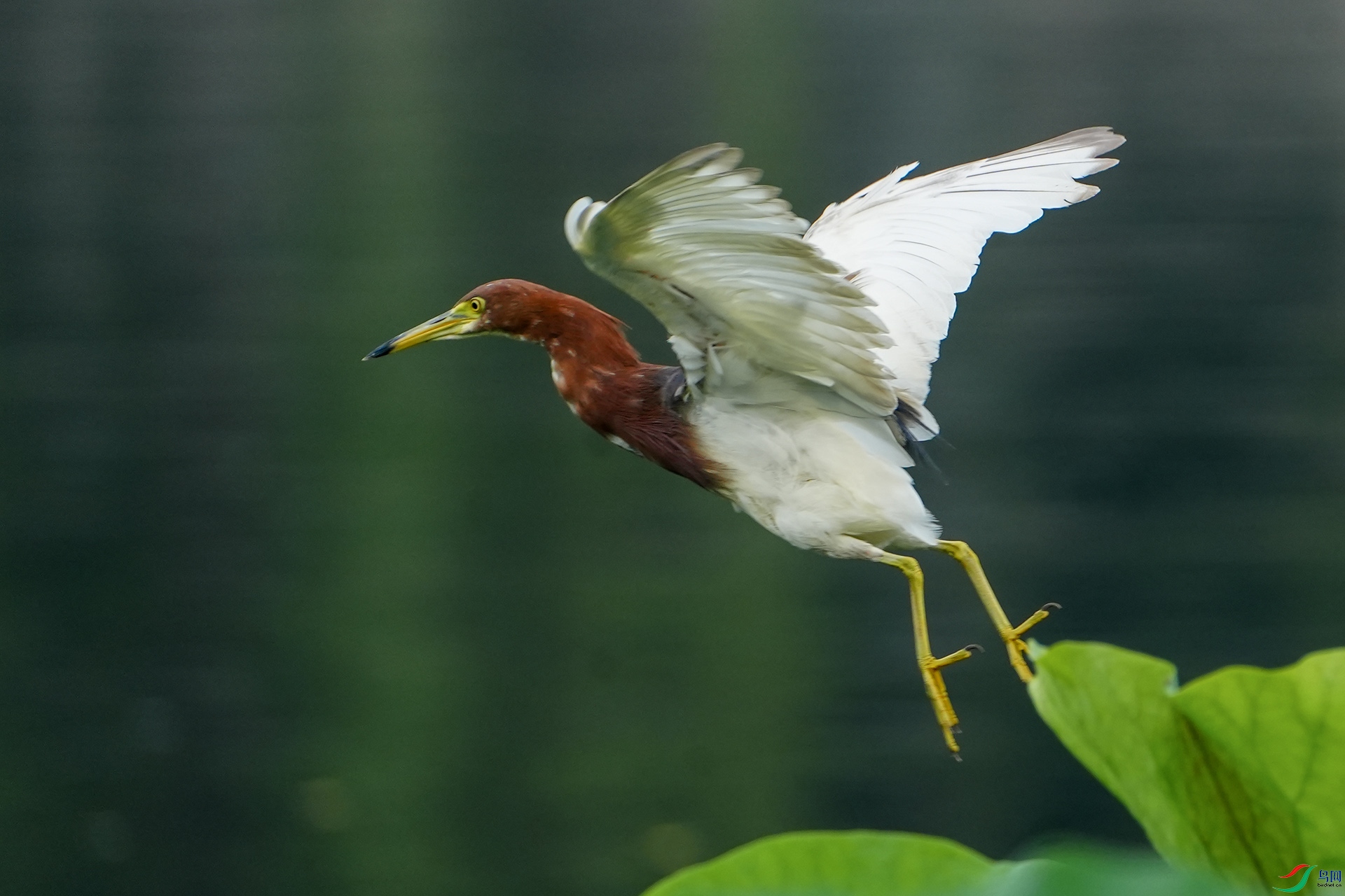 DSC02254 ����.jpg