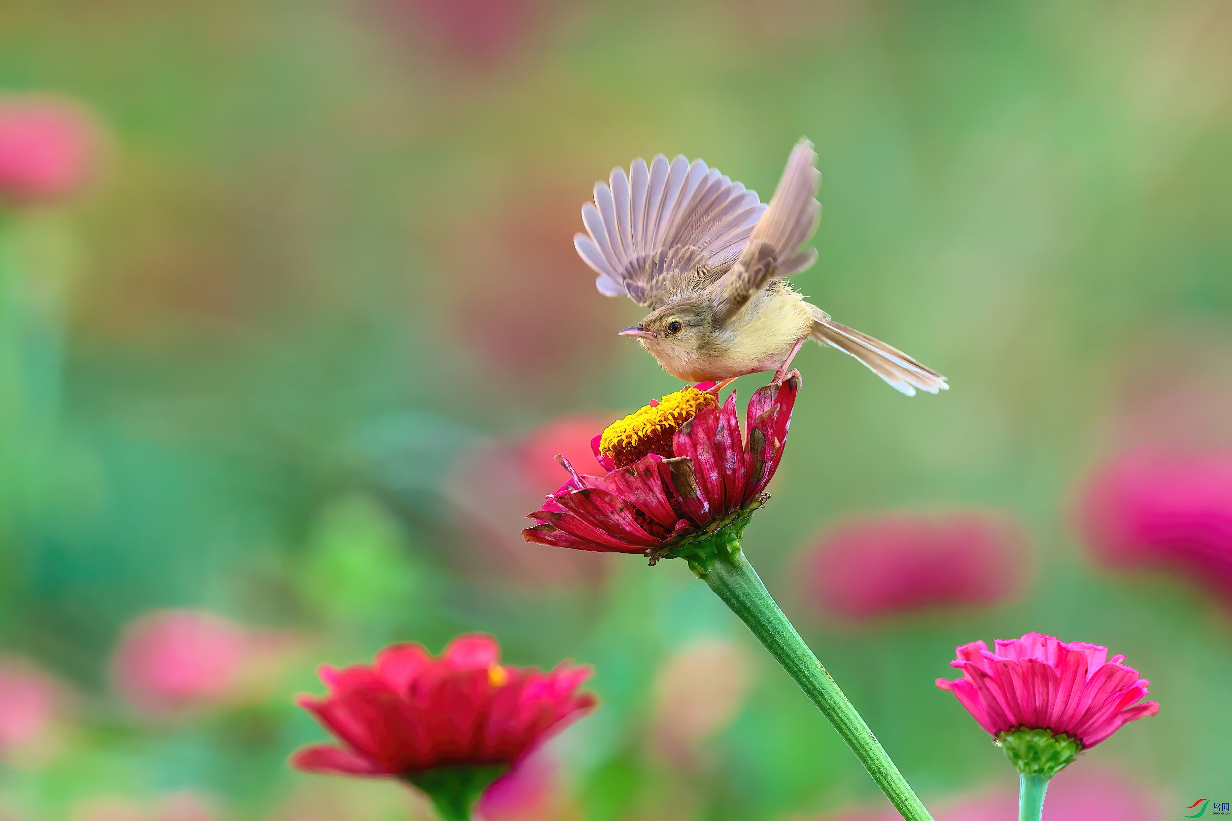 ������ݺ