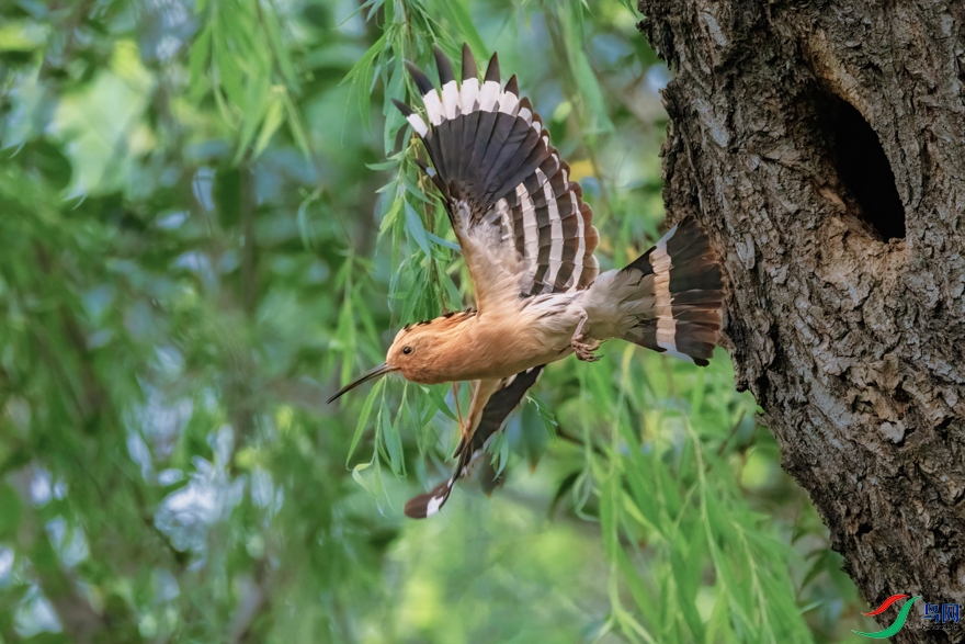 _X7A0510-2 - ����.jpeg