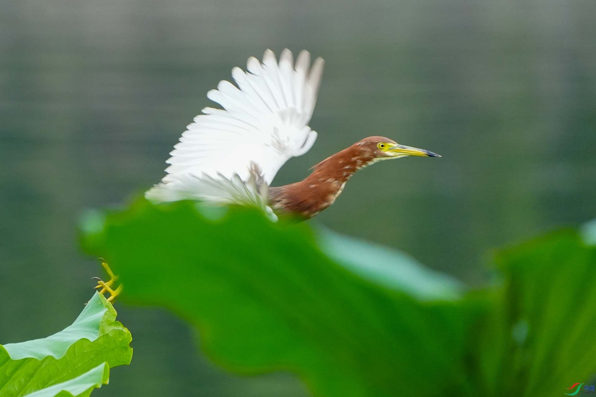 DSC02290 ����.jpg