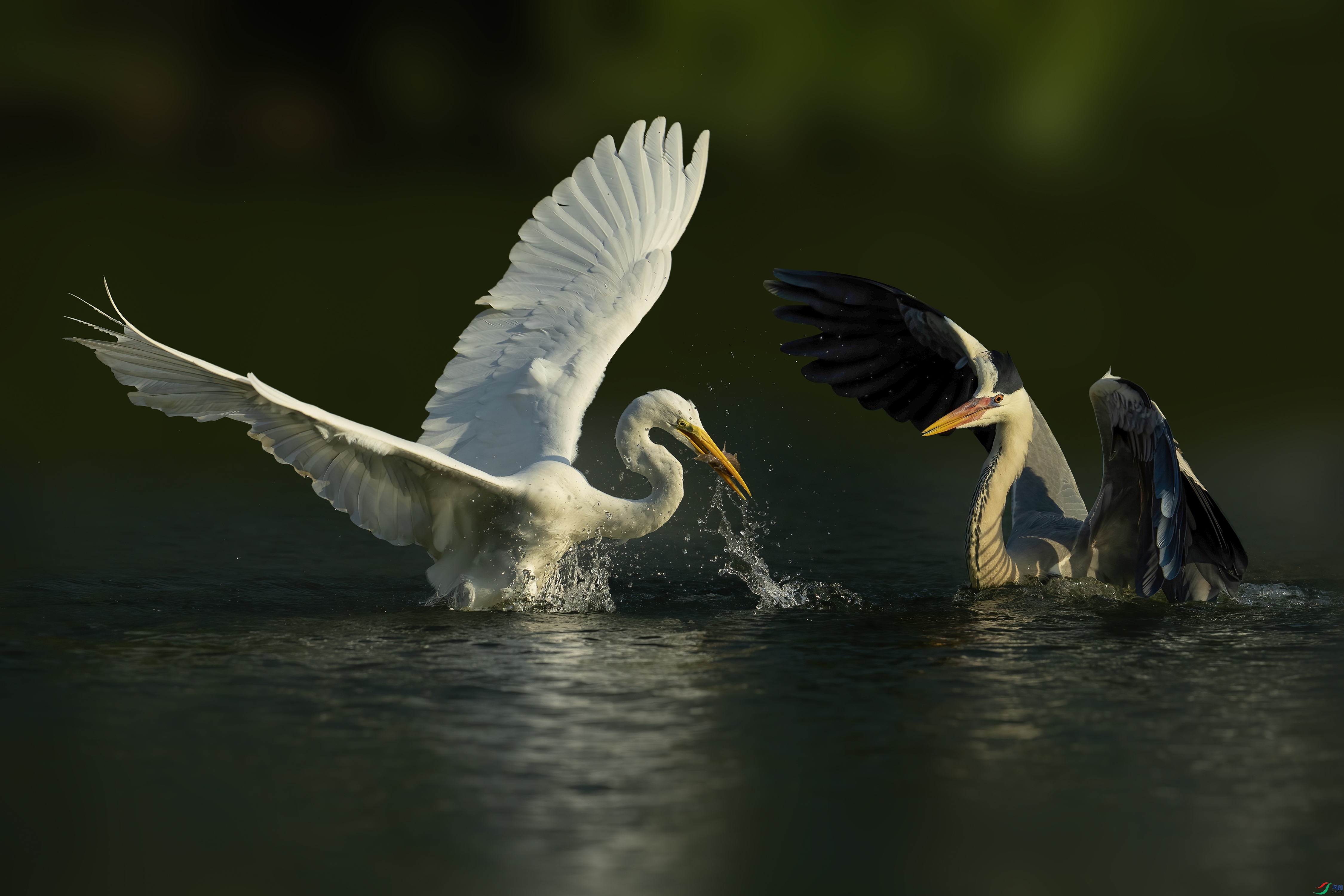 DSC03640 ����.jpg