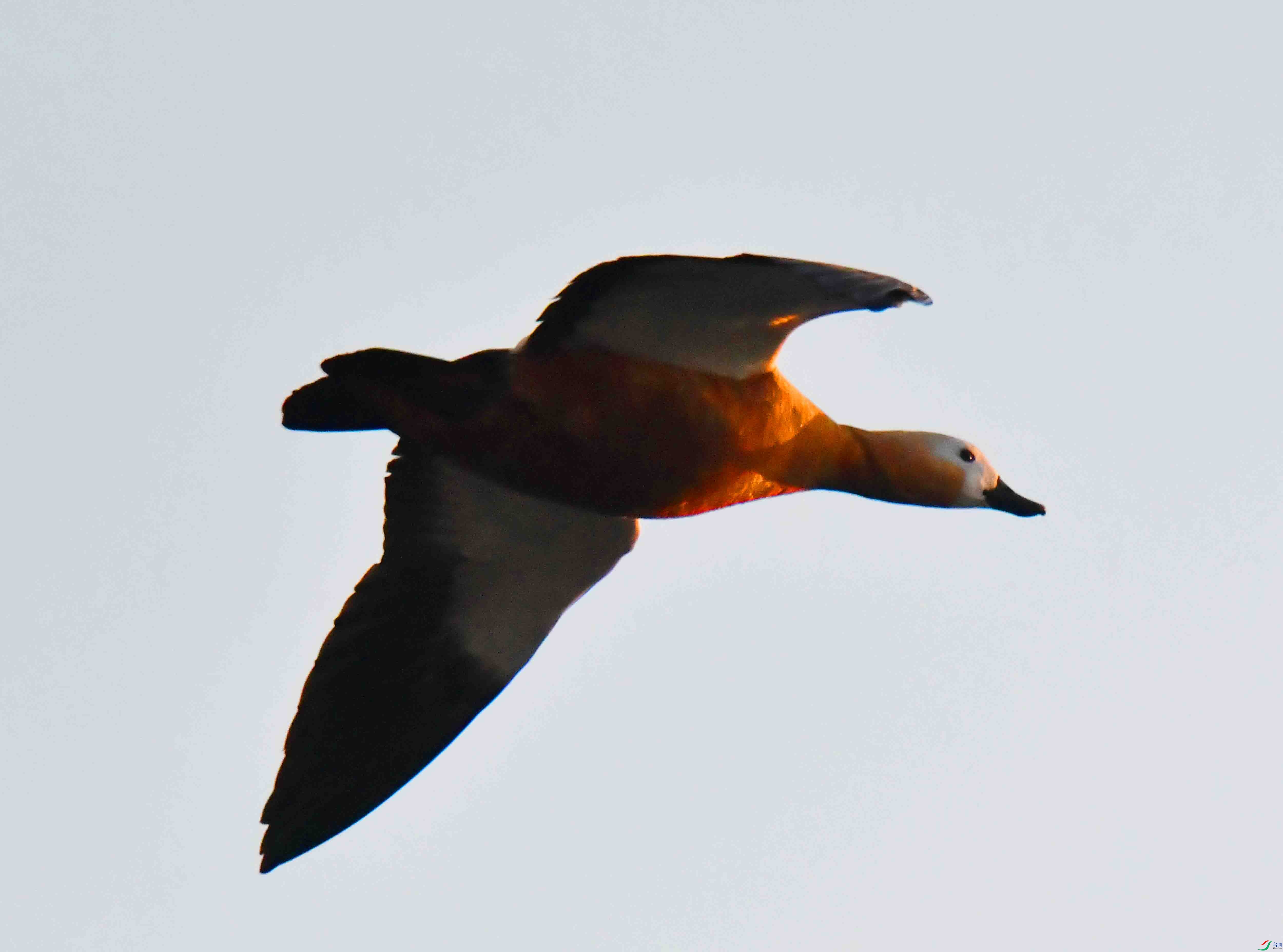 DSC_9265.JPG