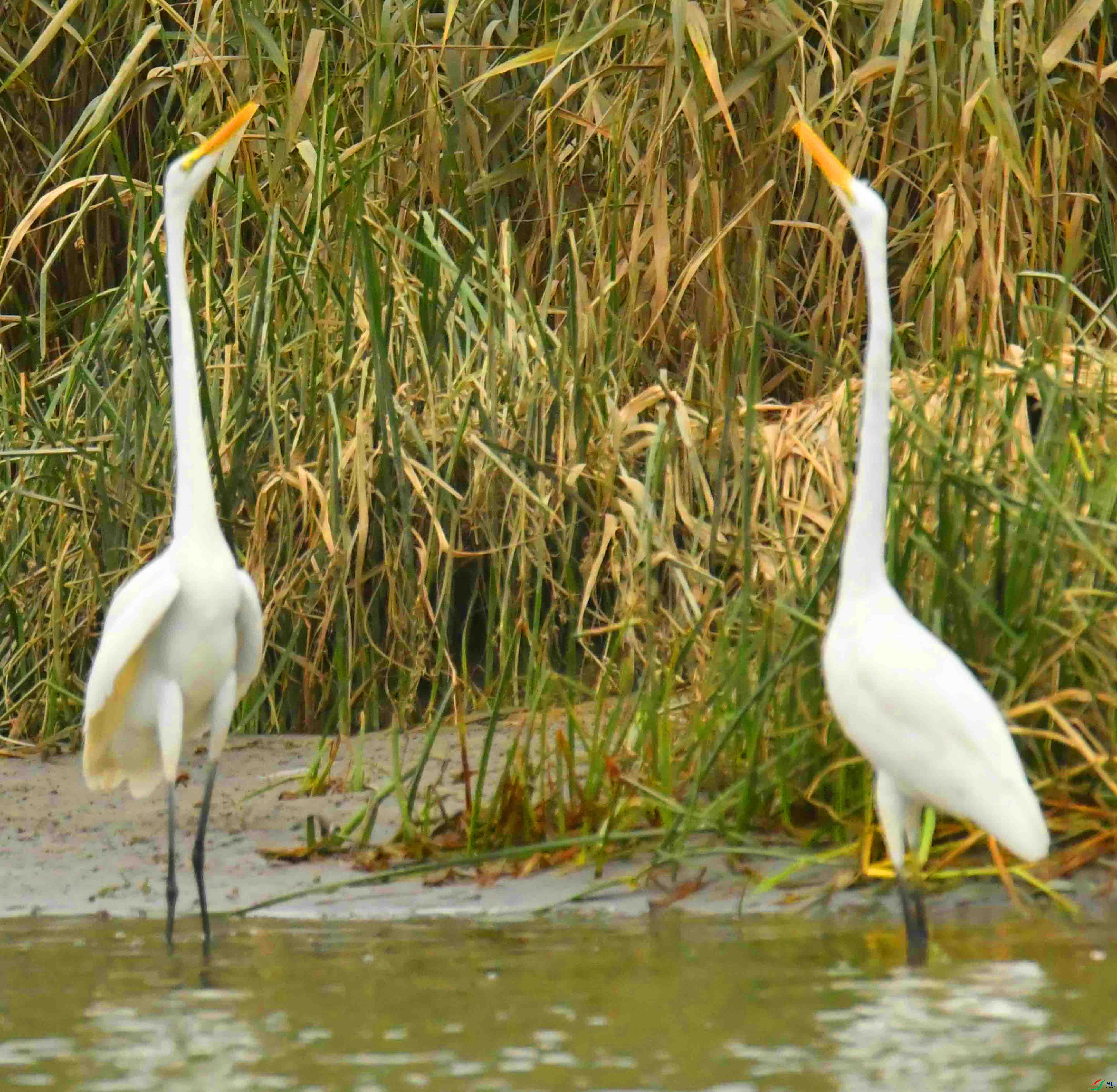 DSC_9062.JPG