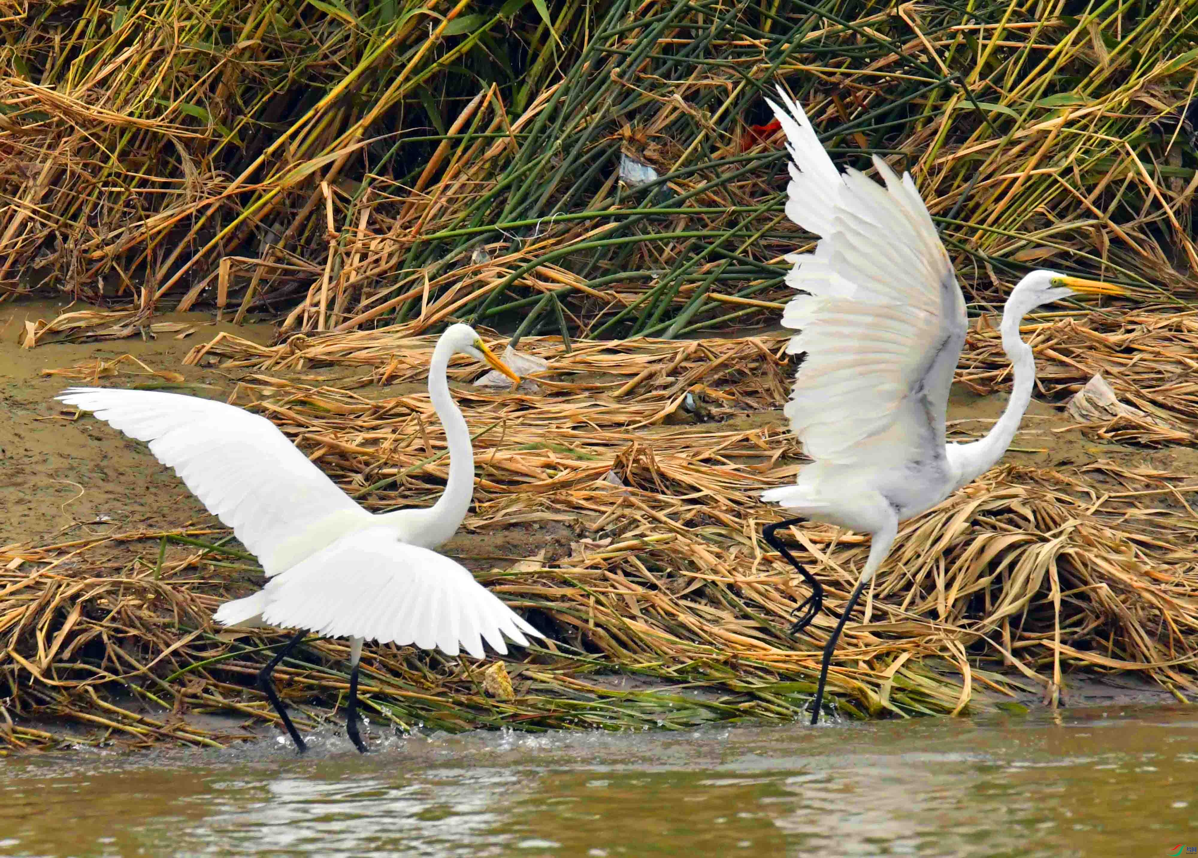 DSC_9165.JPG